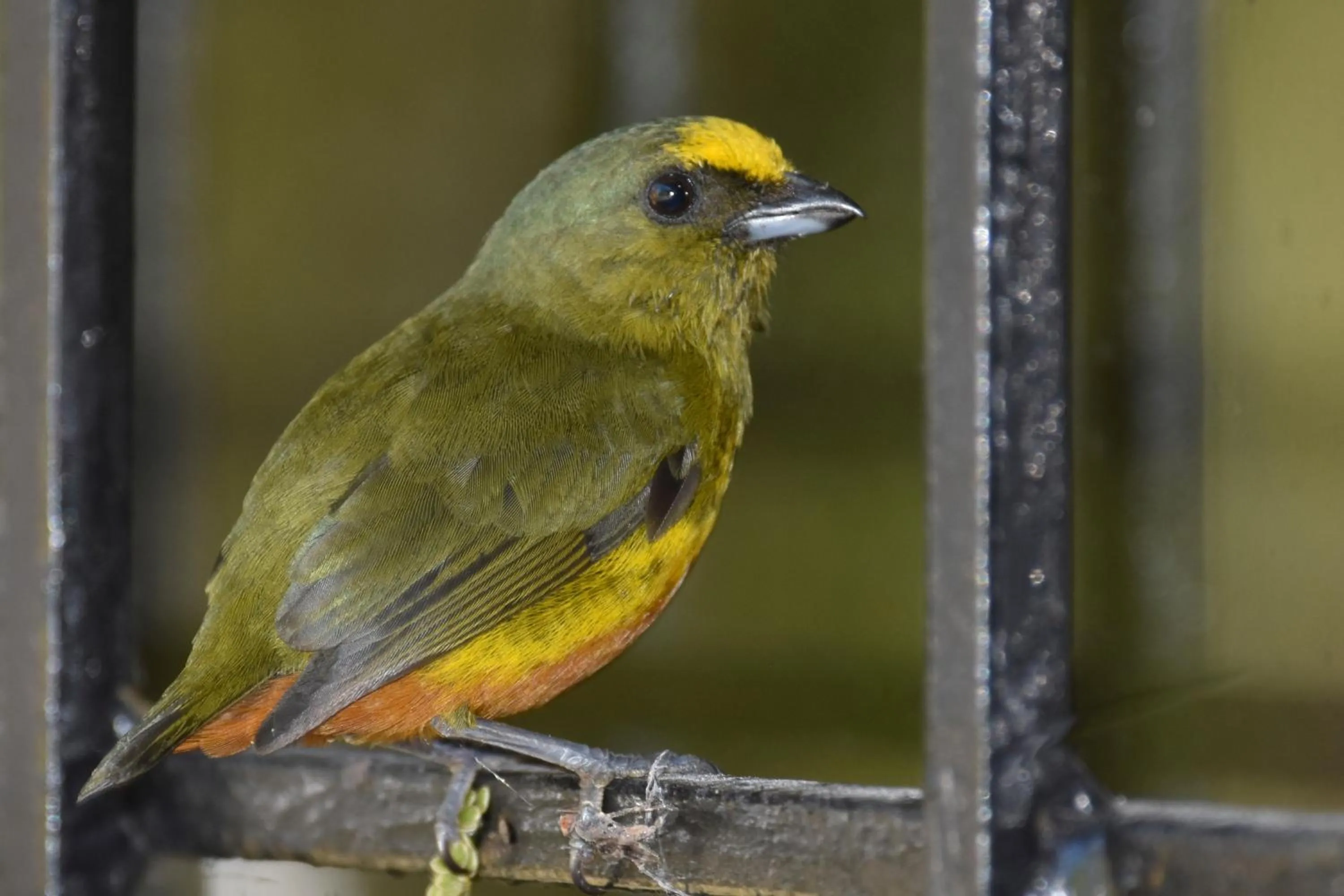 Garden in Hotel Arenal Country Inn