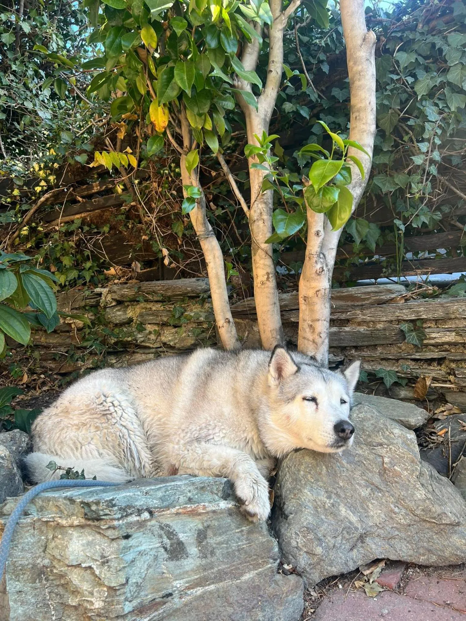 Animals in Southern Laughter Backpackers