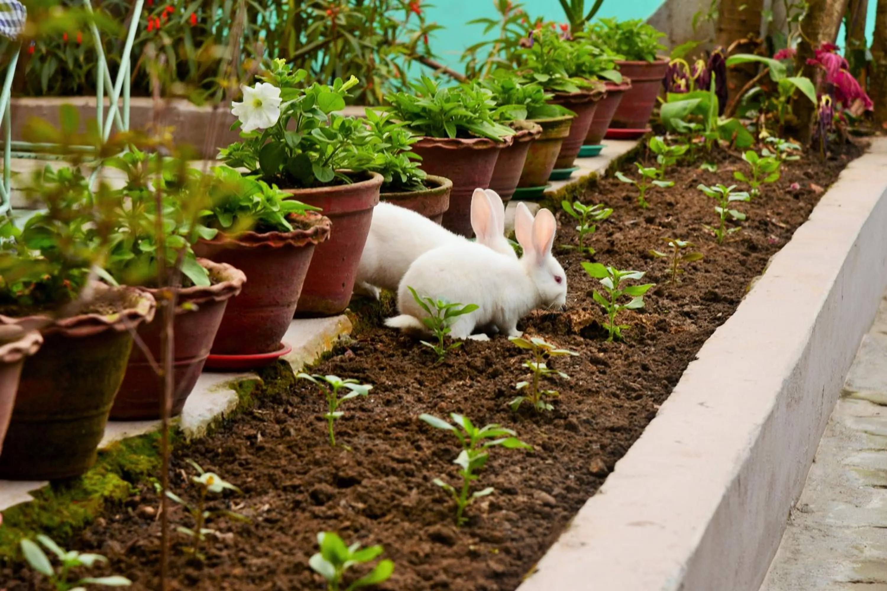 Animals in Hotel Travel Inn