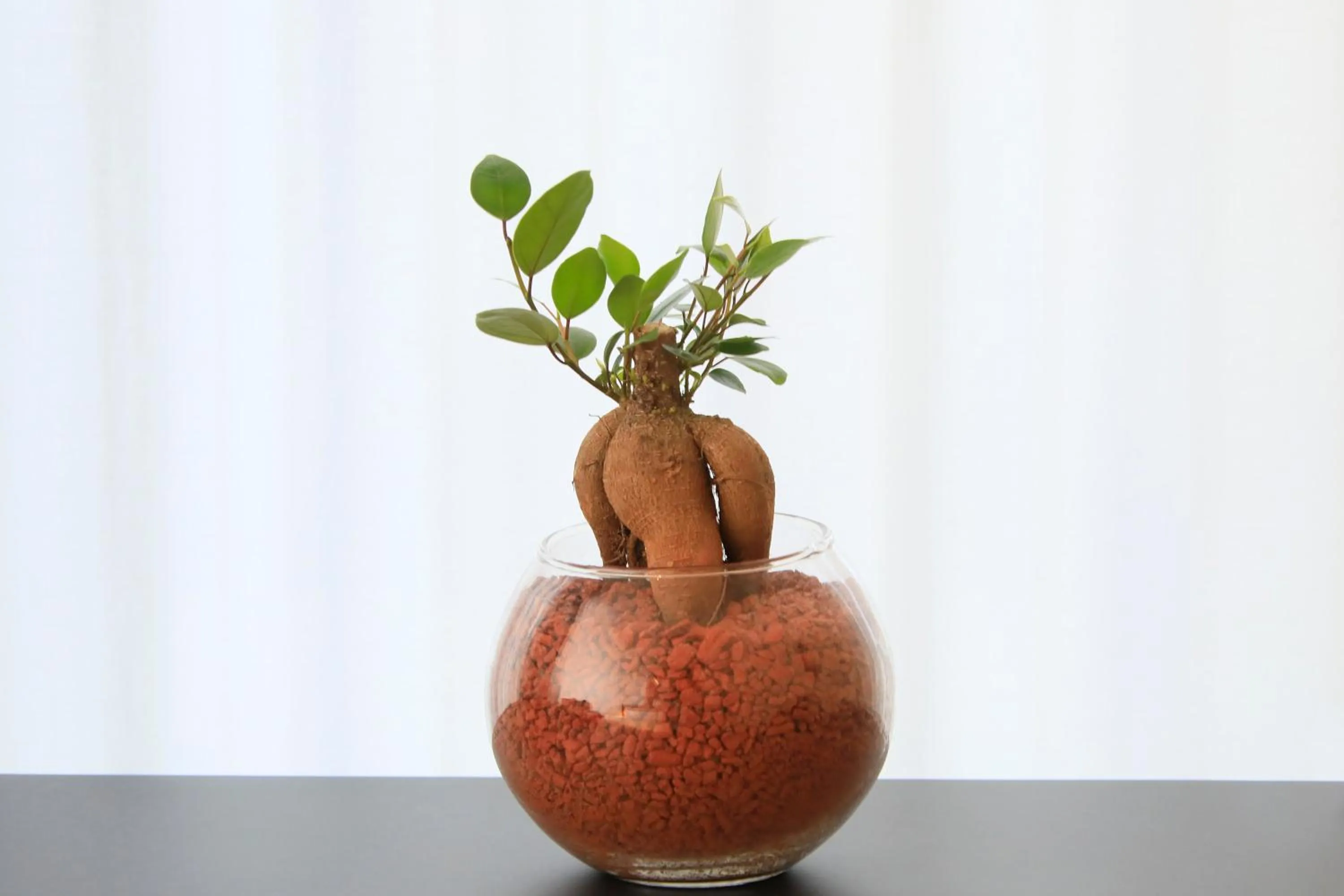 Garden in QuintessaHotel FukuokaHakata Relax&Sleep