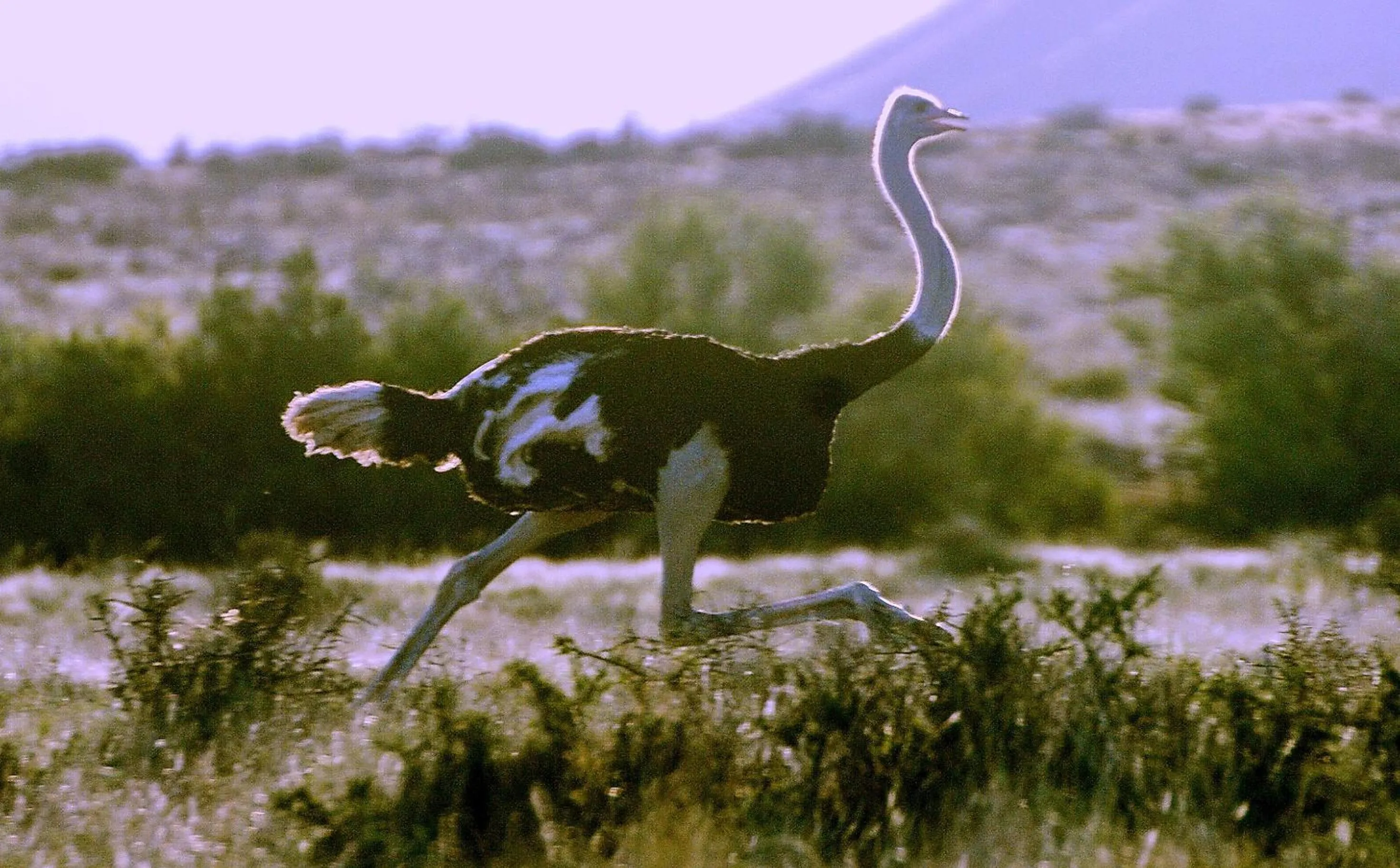 Other in Lemoenfontein