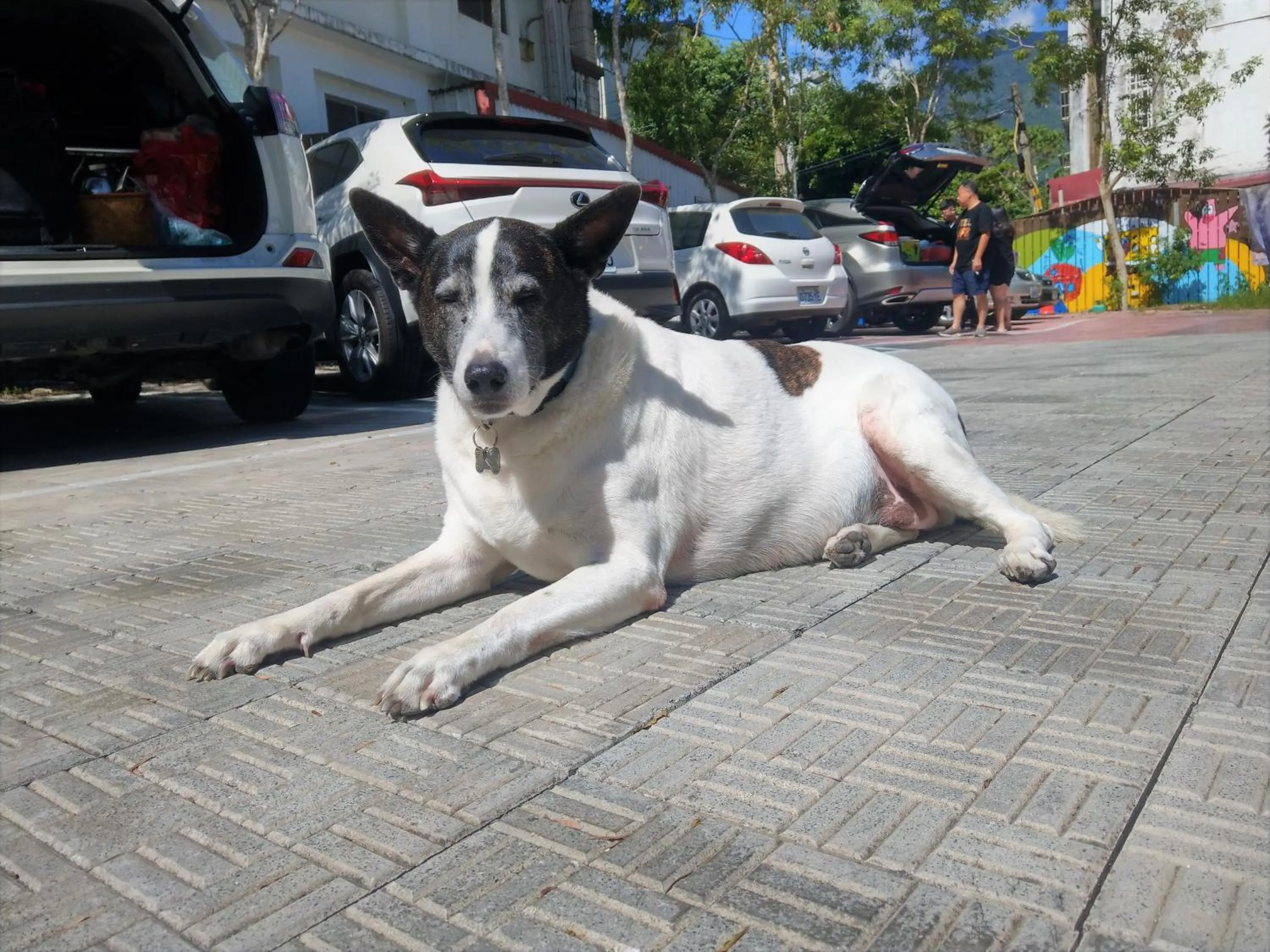 Pets in Blue Owl-Hualien No 2396-2397-2398-2399