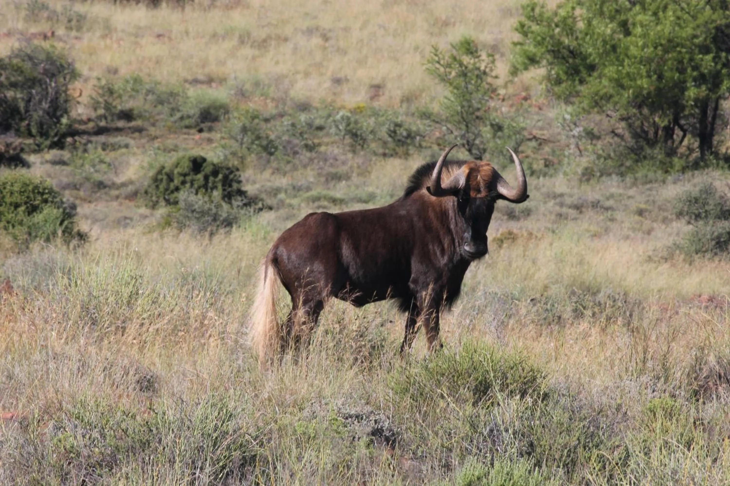 Day in Ko Ka Tsara Bush Camp