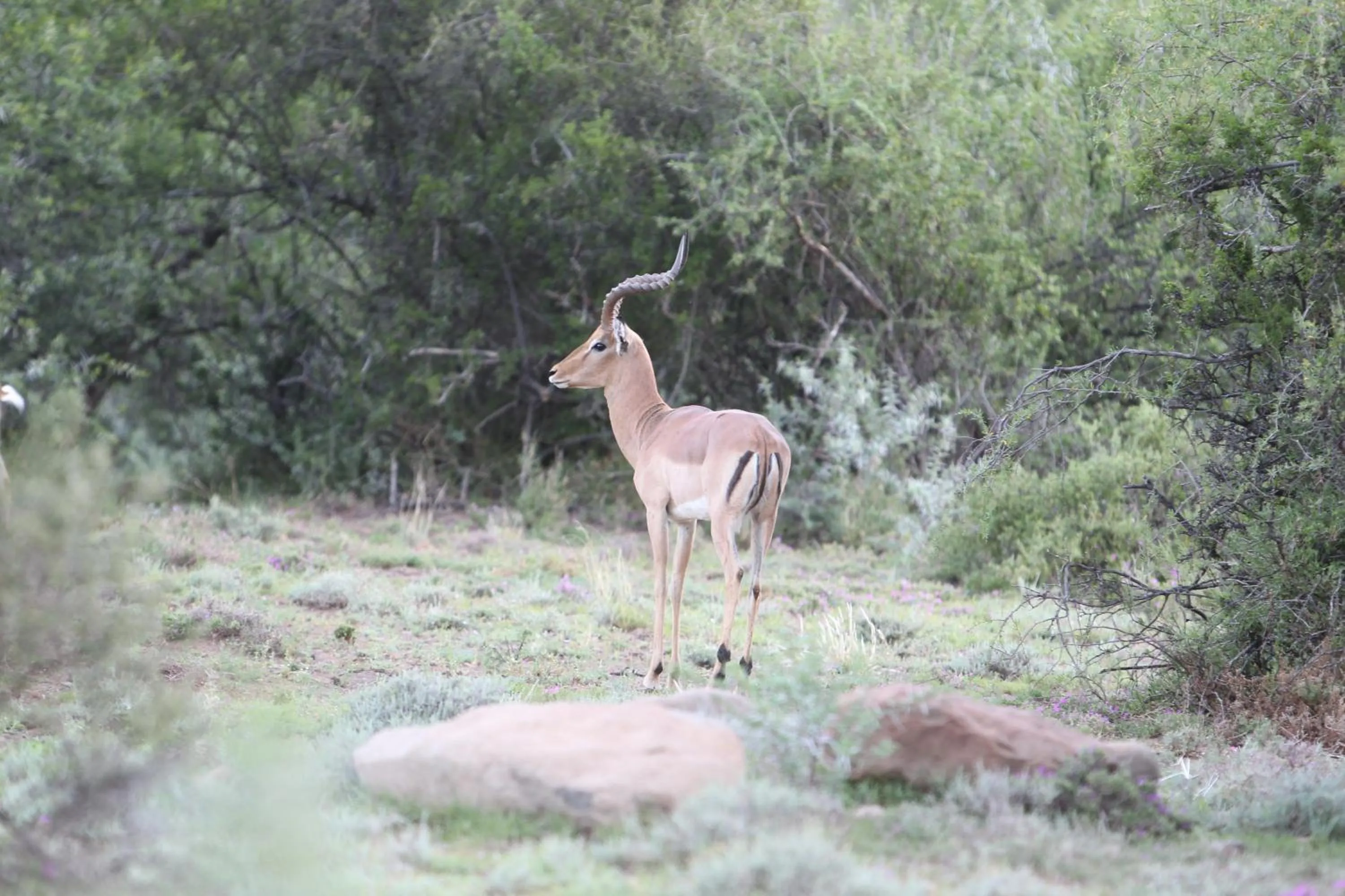 Animals in Ko Ka Tsara Bush Camp