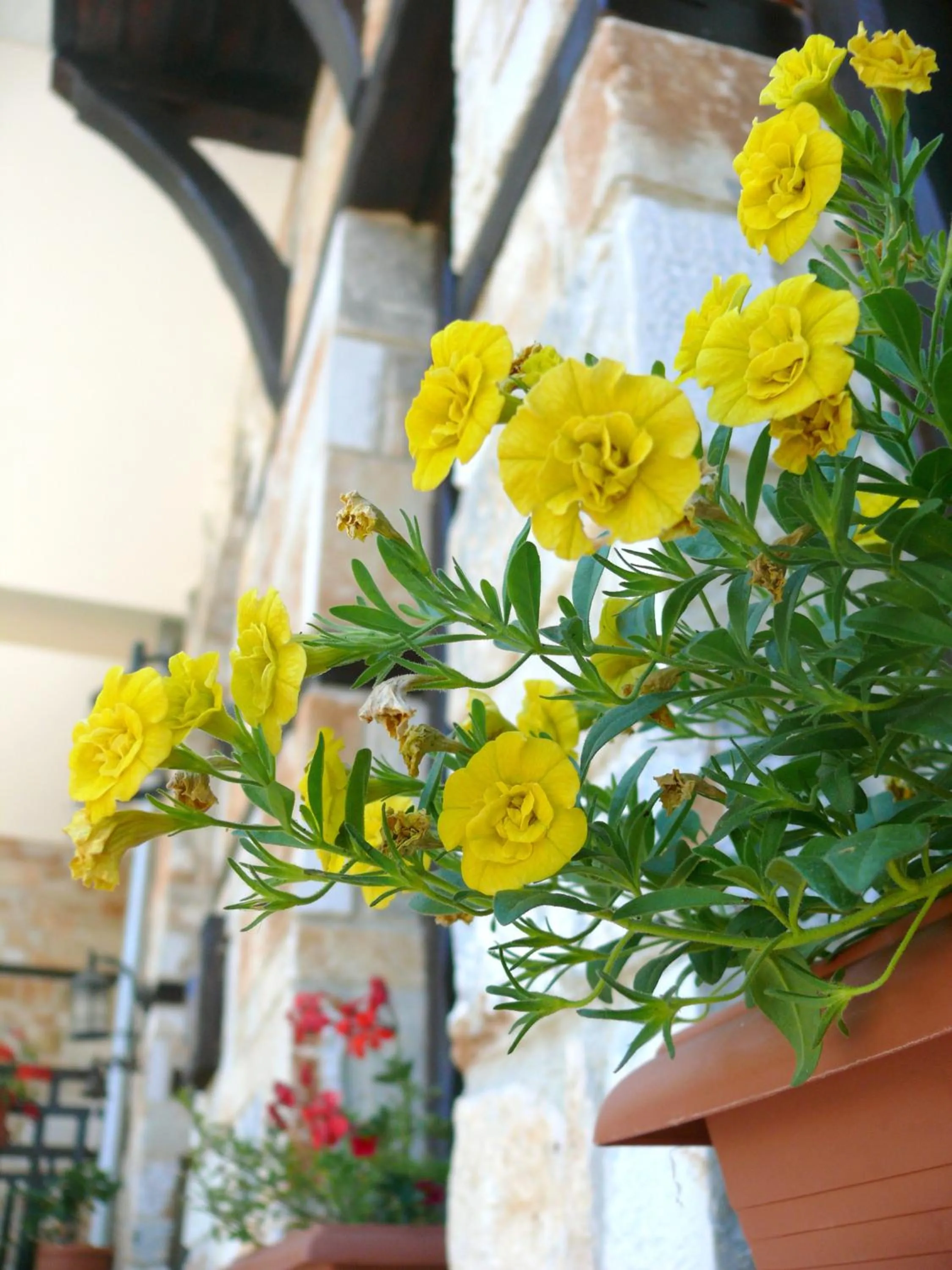 Decorative detail in Petrini Gonia