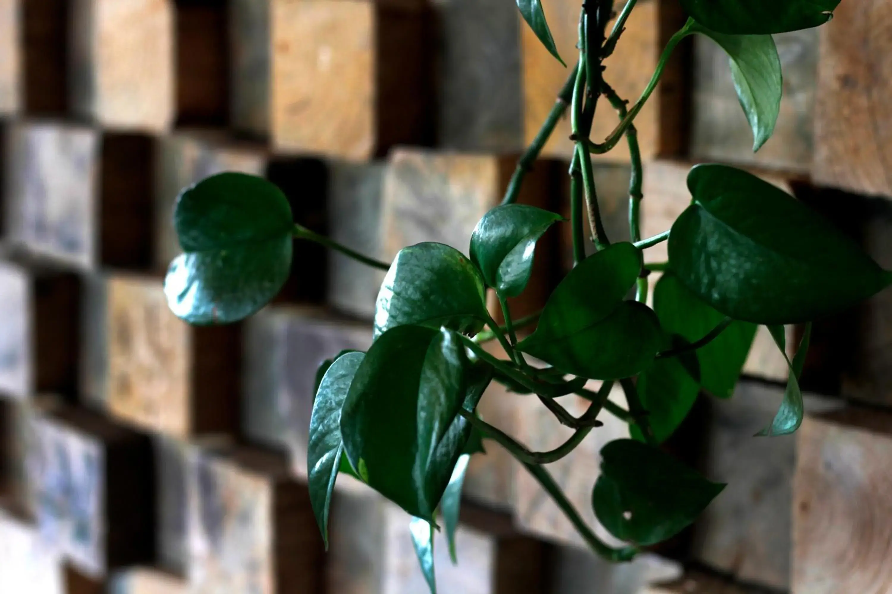 Hotel y Cabañas una Cosita de Zacatlán Hotel y Cabañas una Cosita de Zacatlán