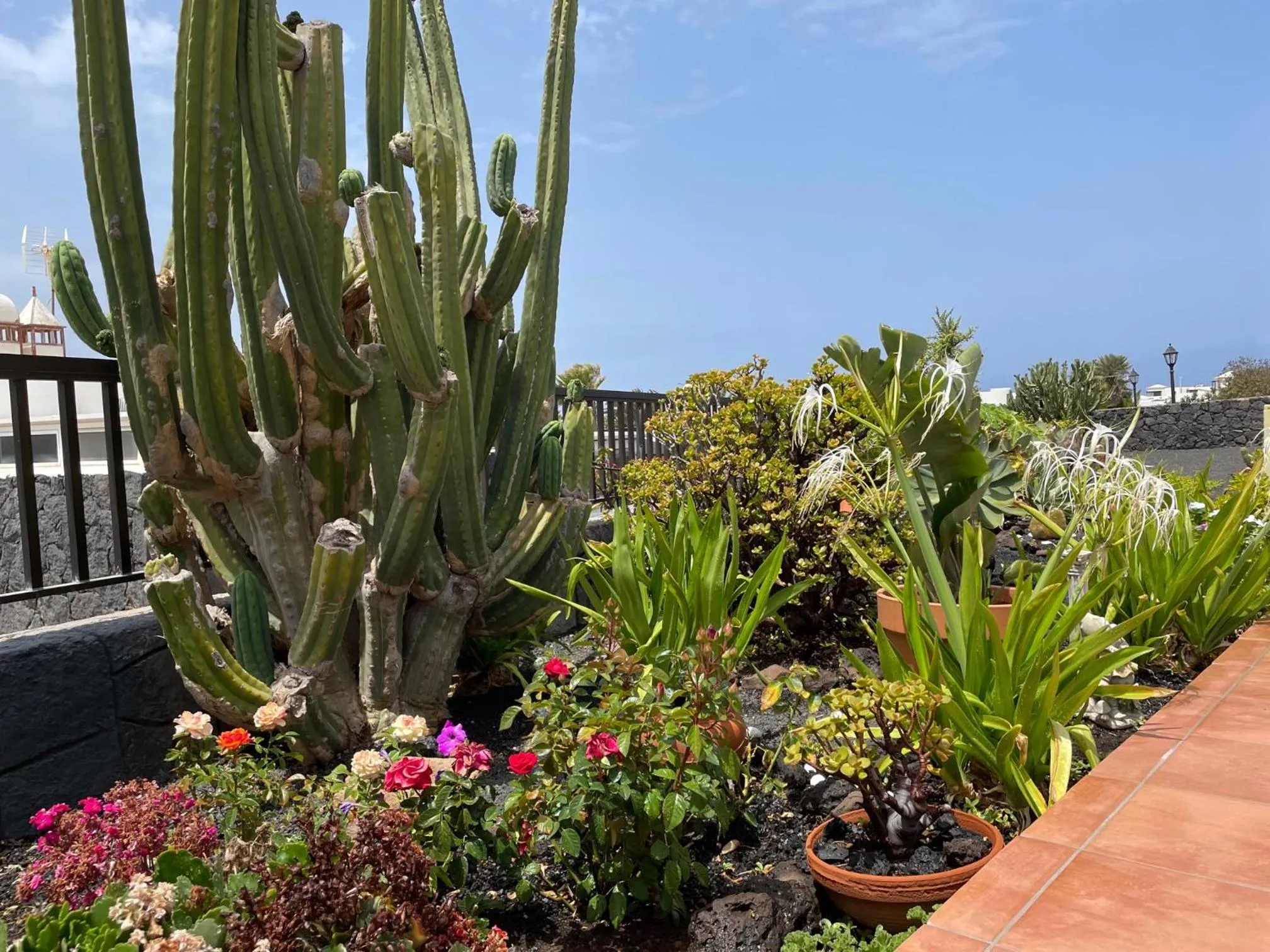 Garden in Villa Burgao
