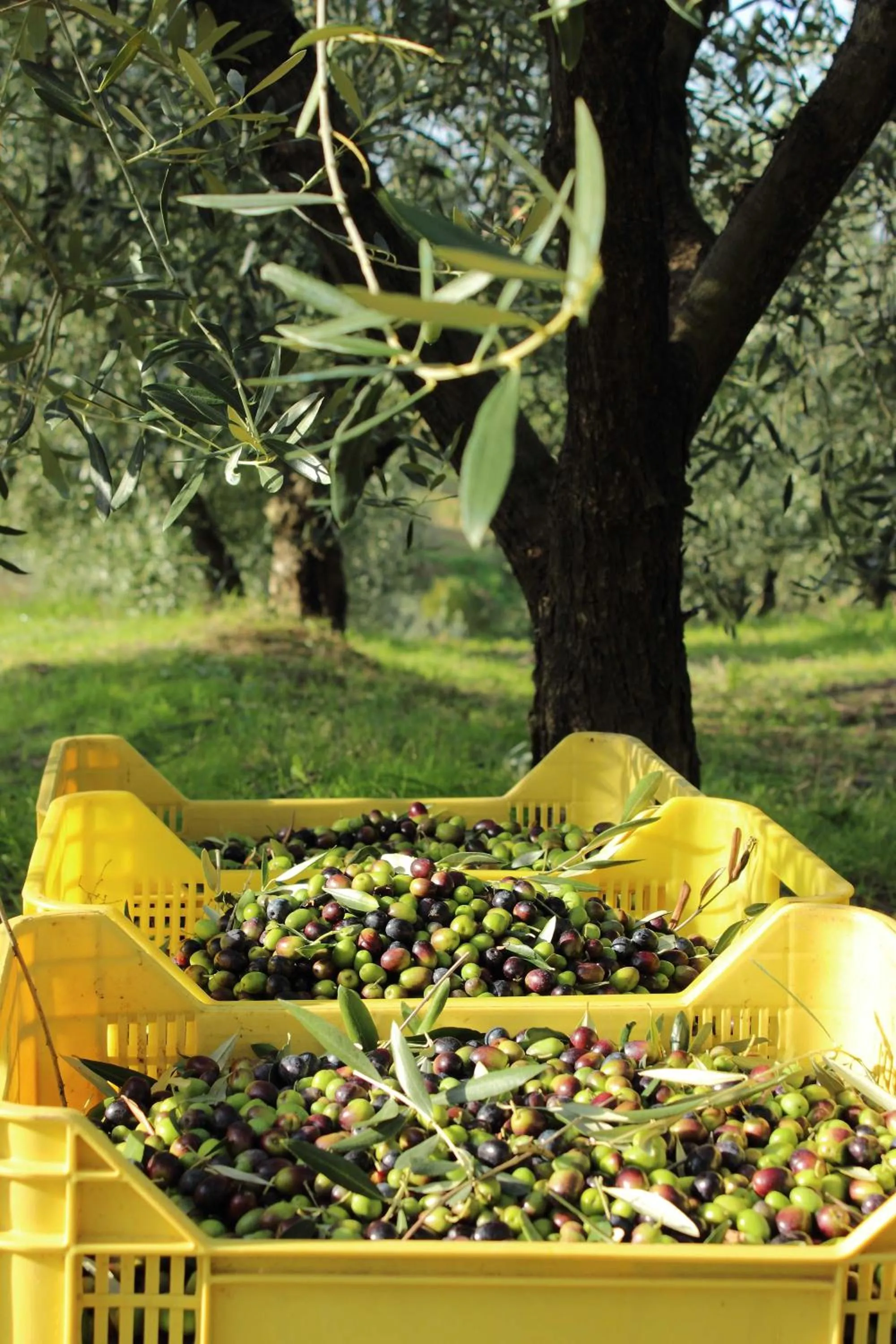Tenuta delle Rose