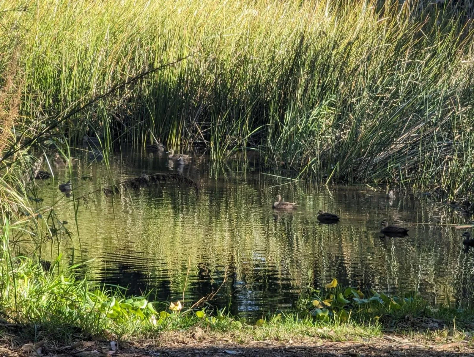 Garden in The Oasis at One Mile Beach