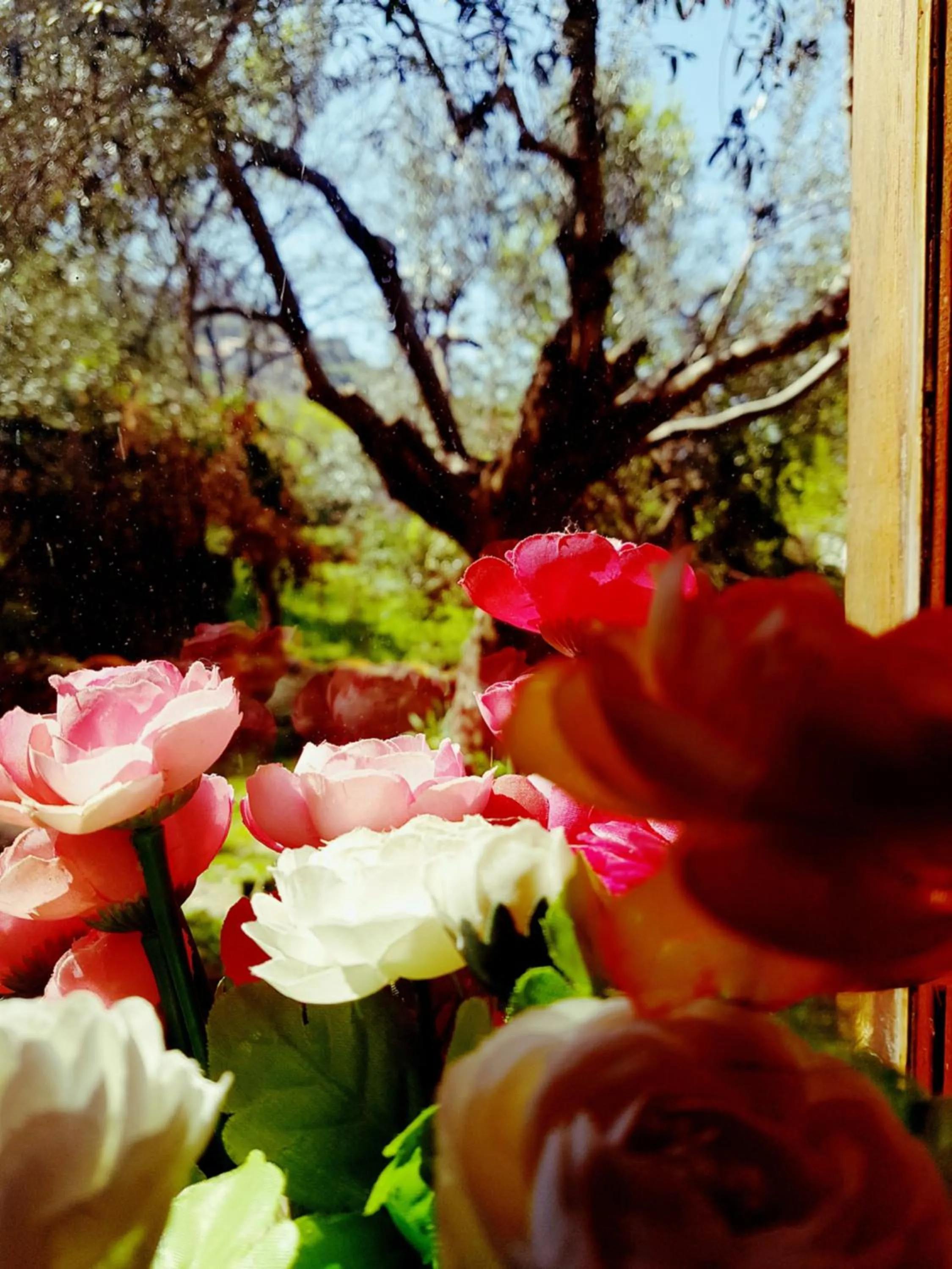 Garden view in Dimora Acqua del Fico