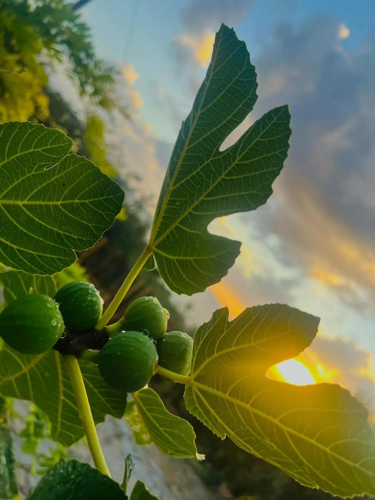 Dimora Acqua del Fico
