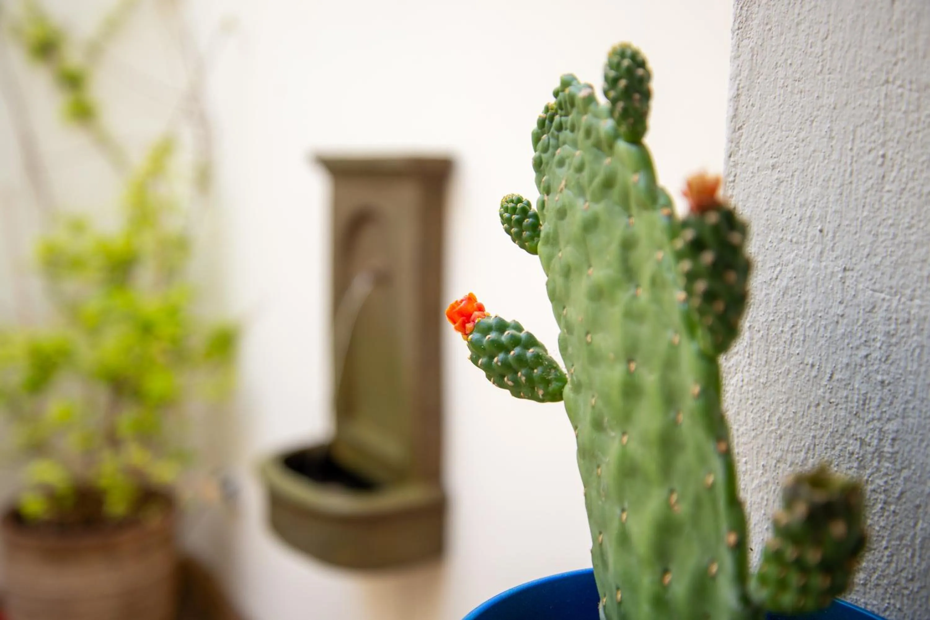 Patio in El Hotelito del Cotillo - Adults Only