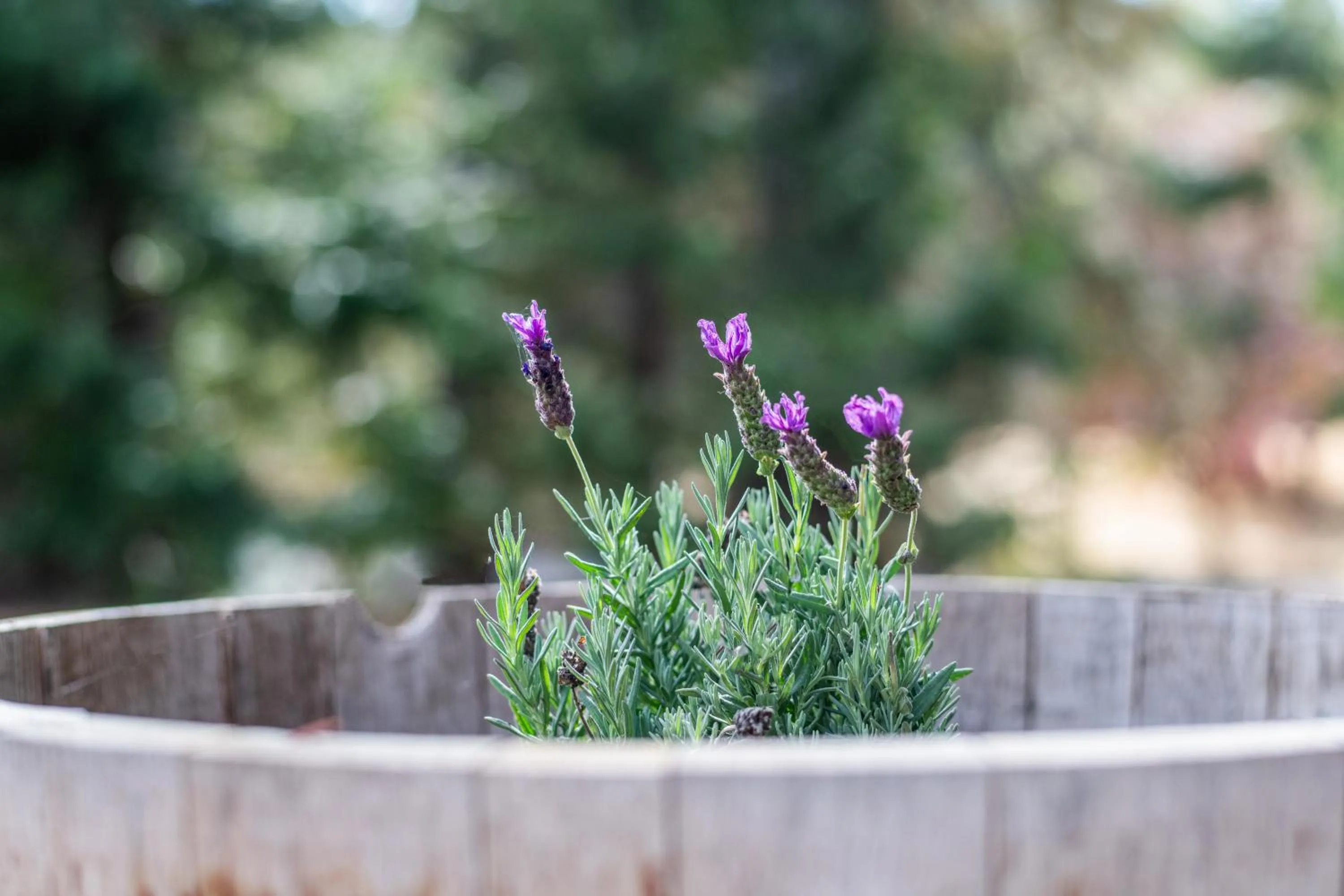 Decorative detail in Inn at Sugar Pine Ranch