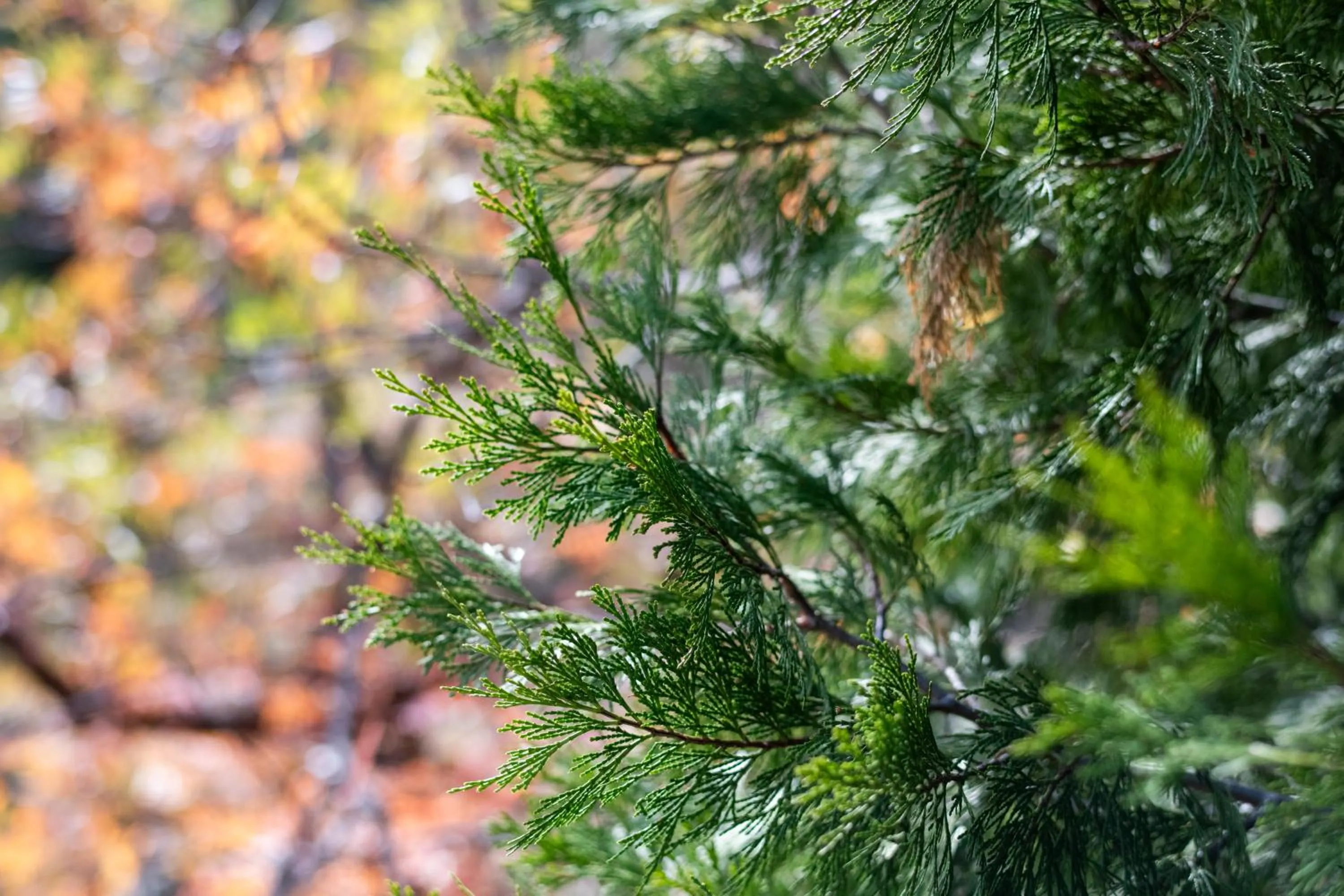 Decorative detail in Inn at Sugar Pine Ranch