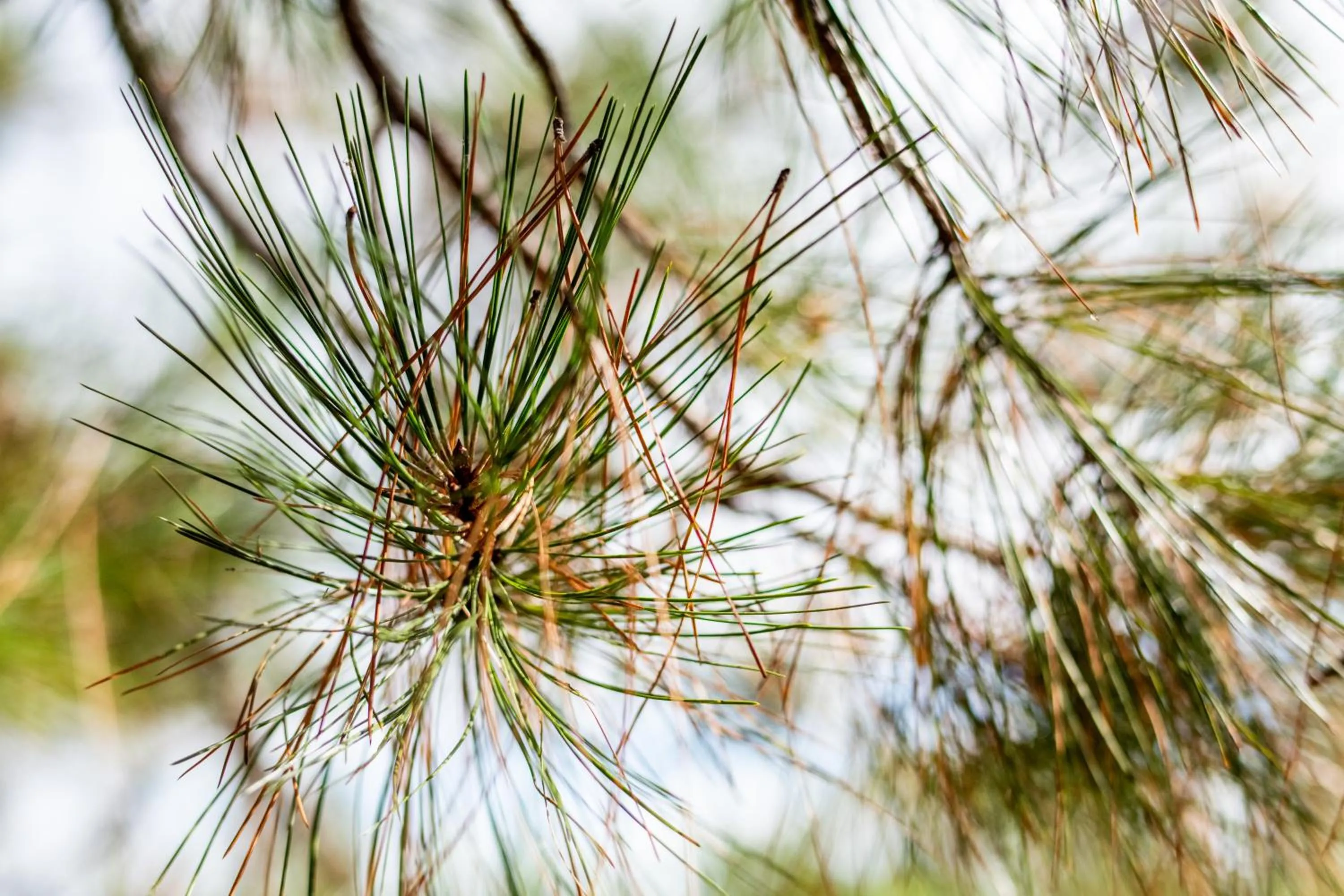 Decorative detail in Inn at Sugar Pine Ranch