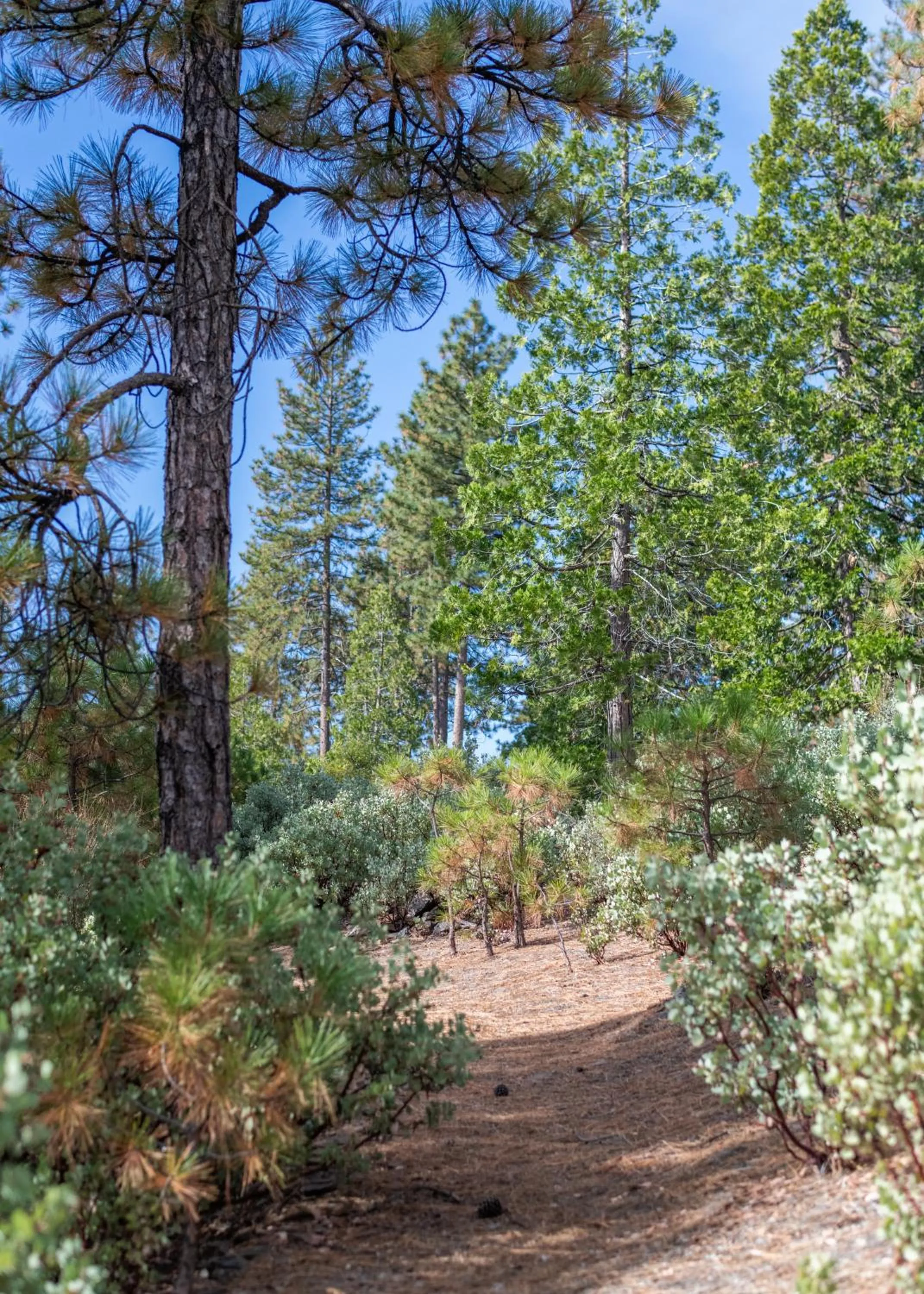 View (from property/room) in Inn at Sugar Pine Ranch