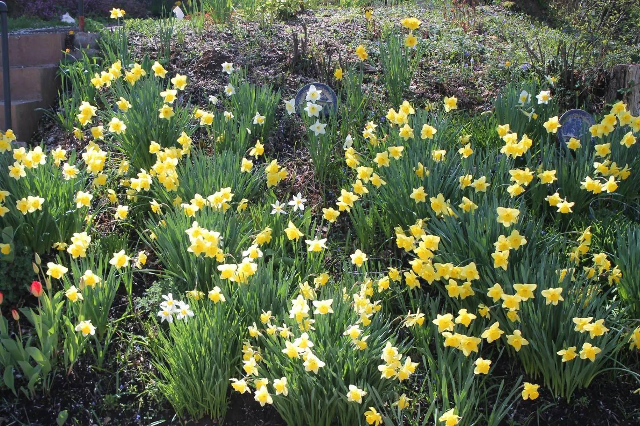 Spring in The Queen, A Victorian Bed & Breakfast