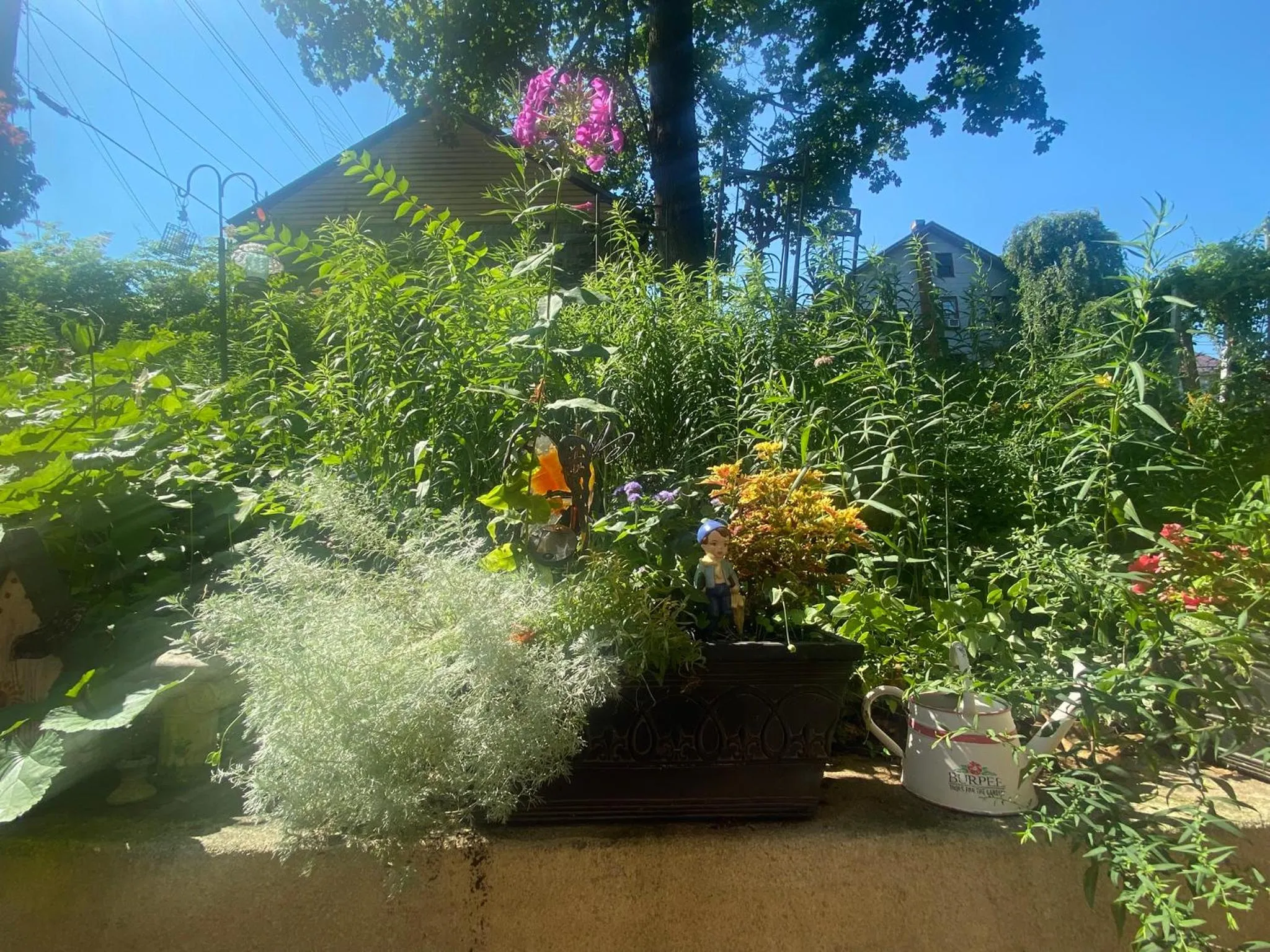 Garden in The Queen, A Victorian Bed & Breakfast