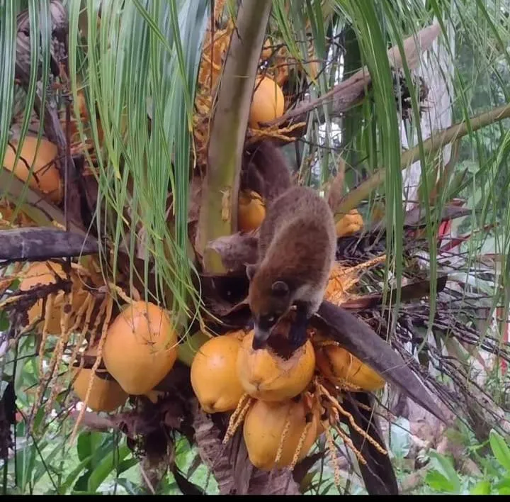 Restaurant/places to eat in Hotel Jaguar Inn Tikal