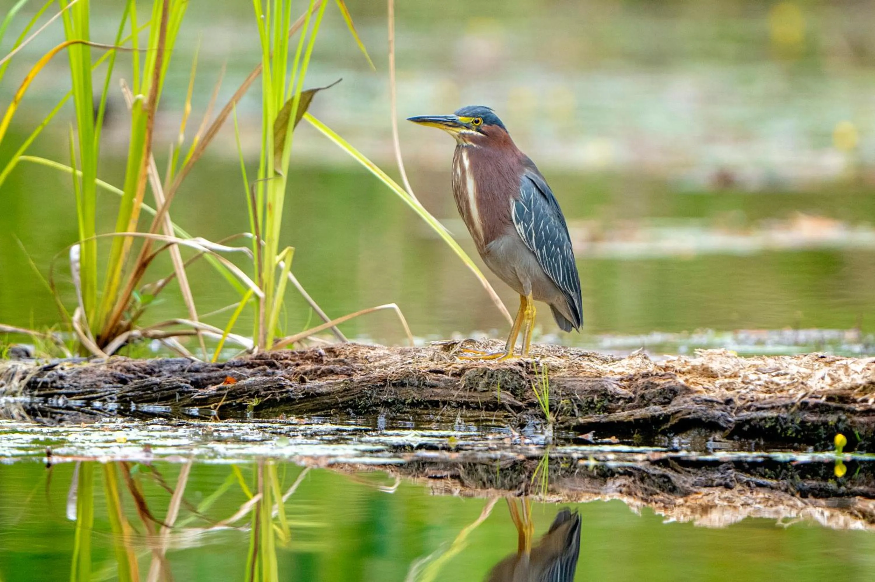 Animals in Maquenque Lodge