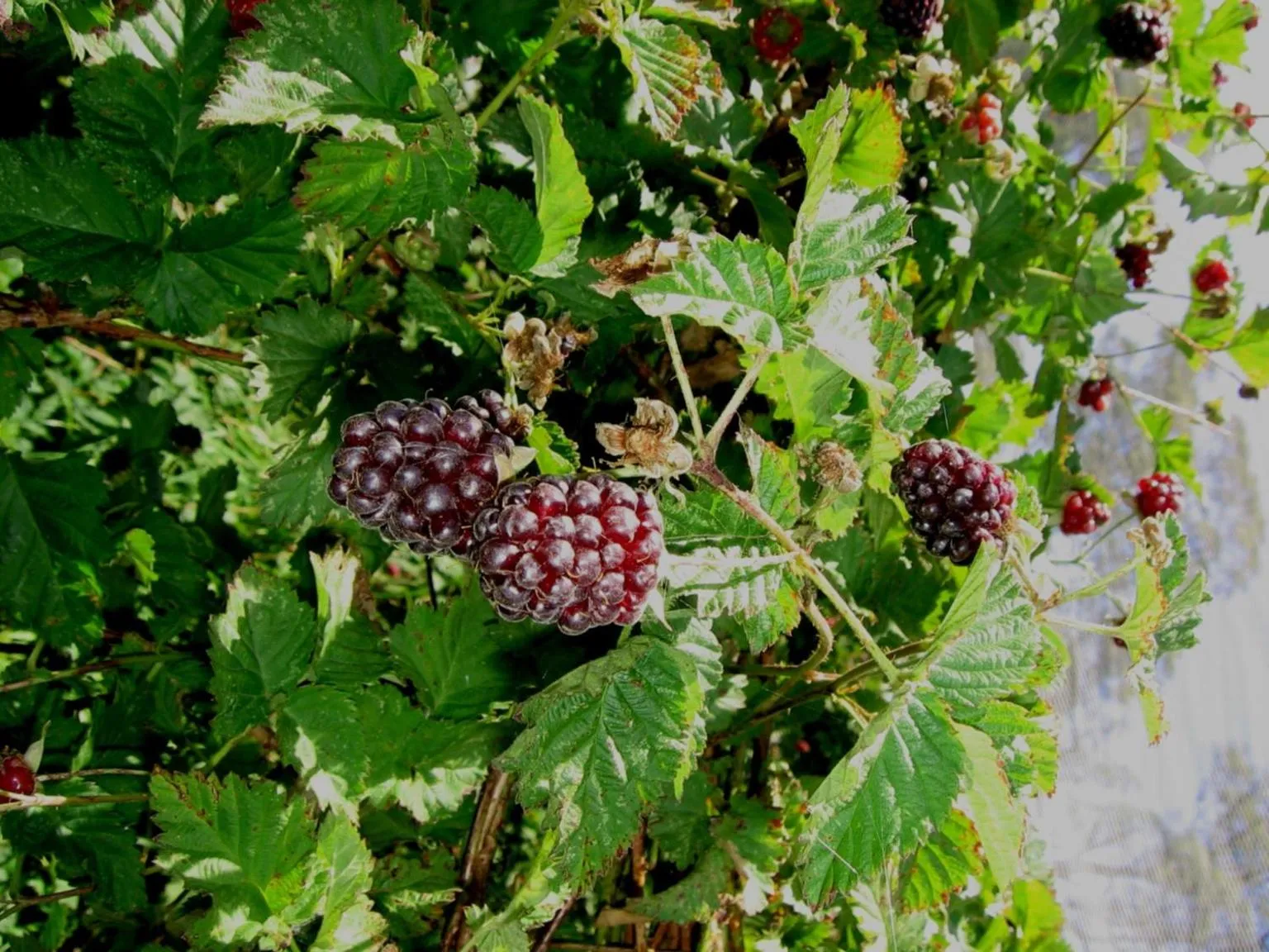 Area and facilities in Bowral Road Art Gallery Bed and Breakfast