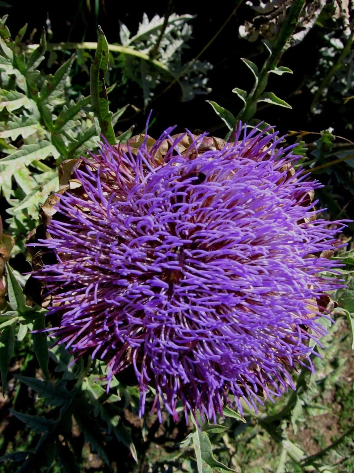 Garden in Bowral Road Art Gallery Bed and Breakfast