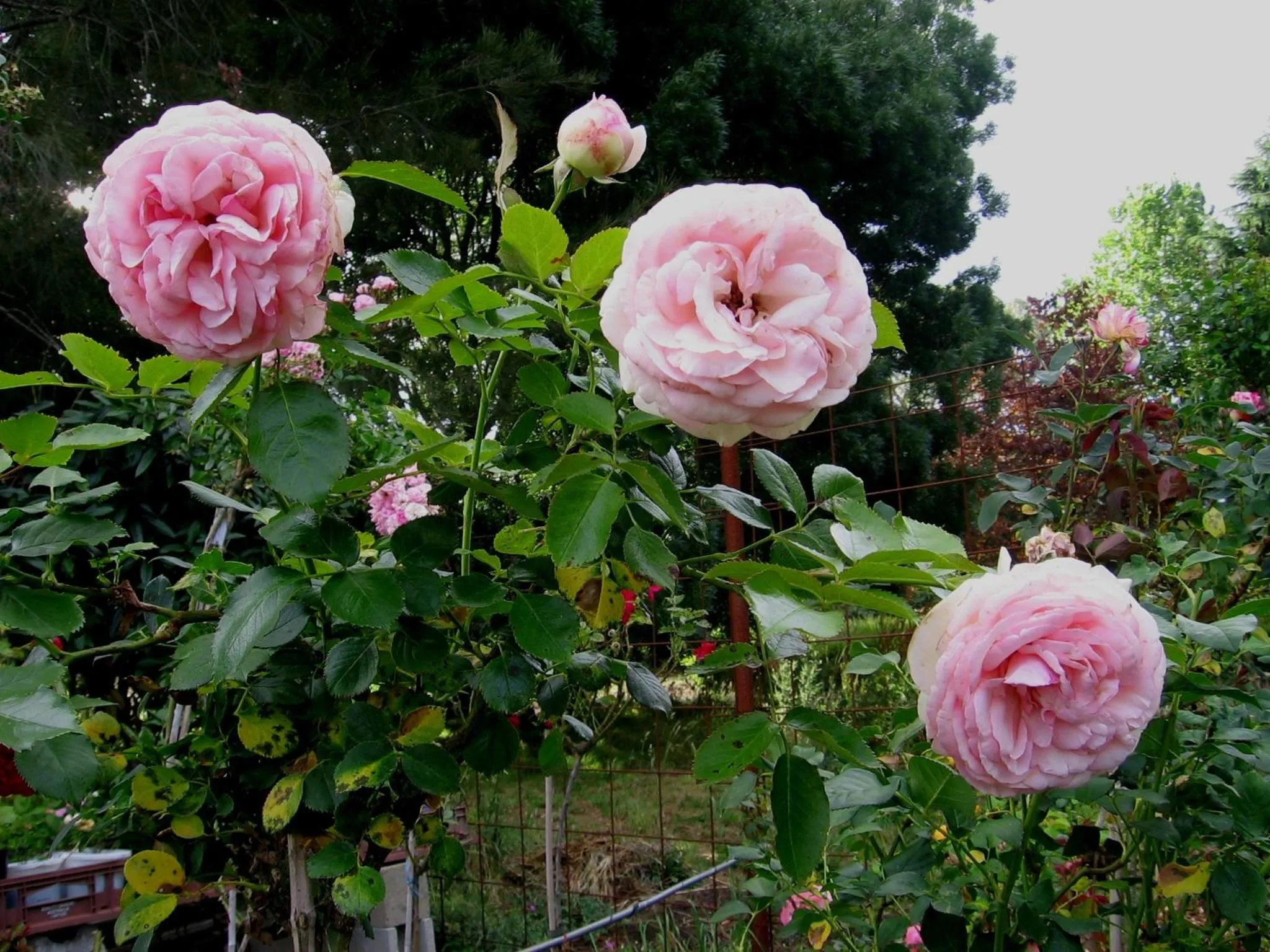 Garden in Bowral Road Art Gallery Bed and Breakfast