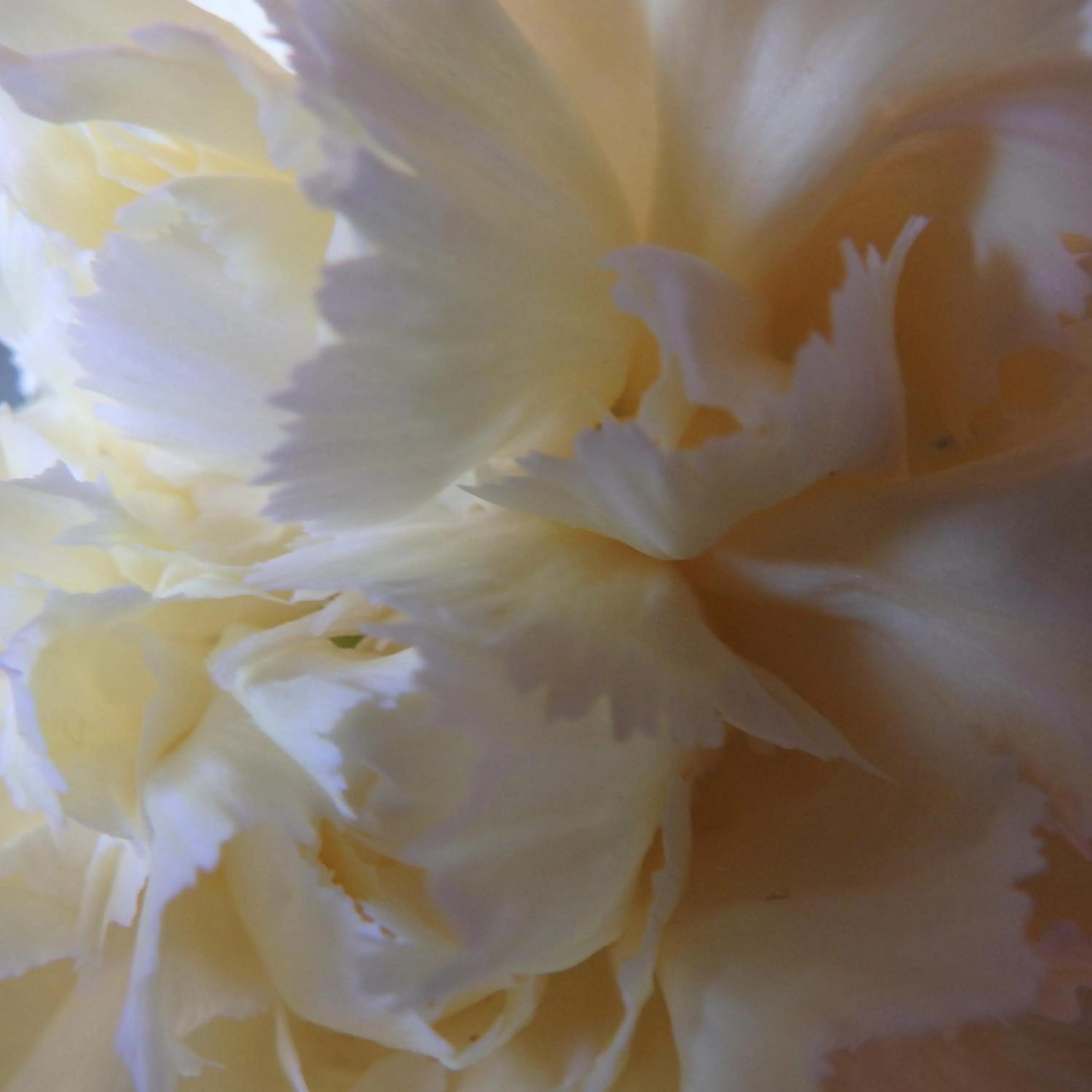 Decorative detail in Bowral Road Art Gallery Bed and Breakfast