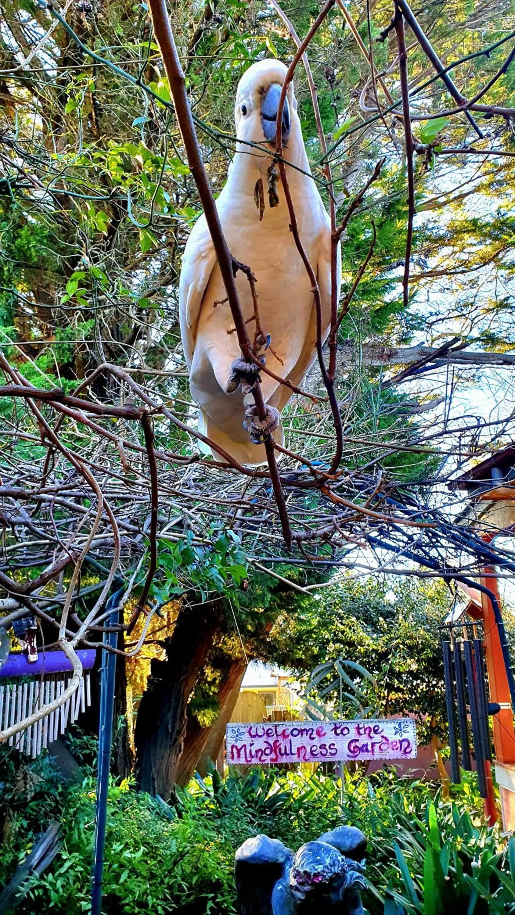 Spring in Bowral Road Art Gallery Bed and Breakfast