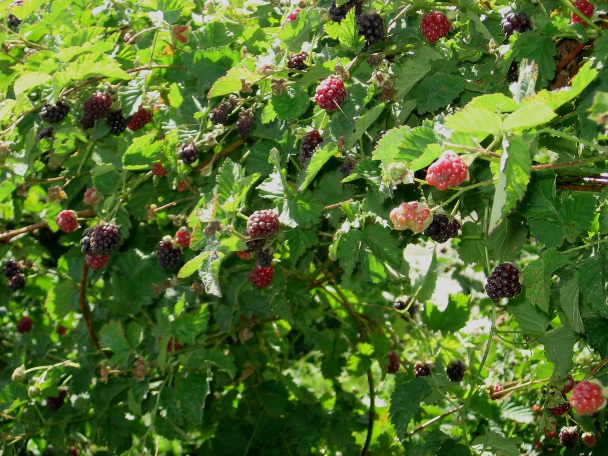 Spring in Bowral Road Art Gallery Bed and Breakfast