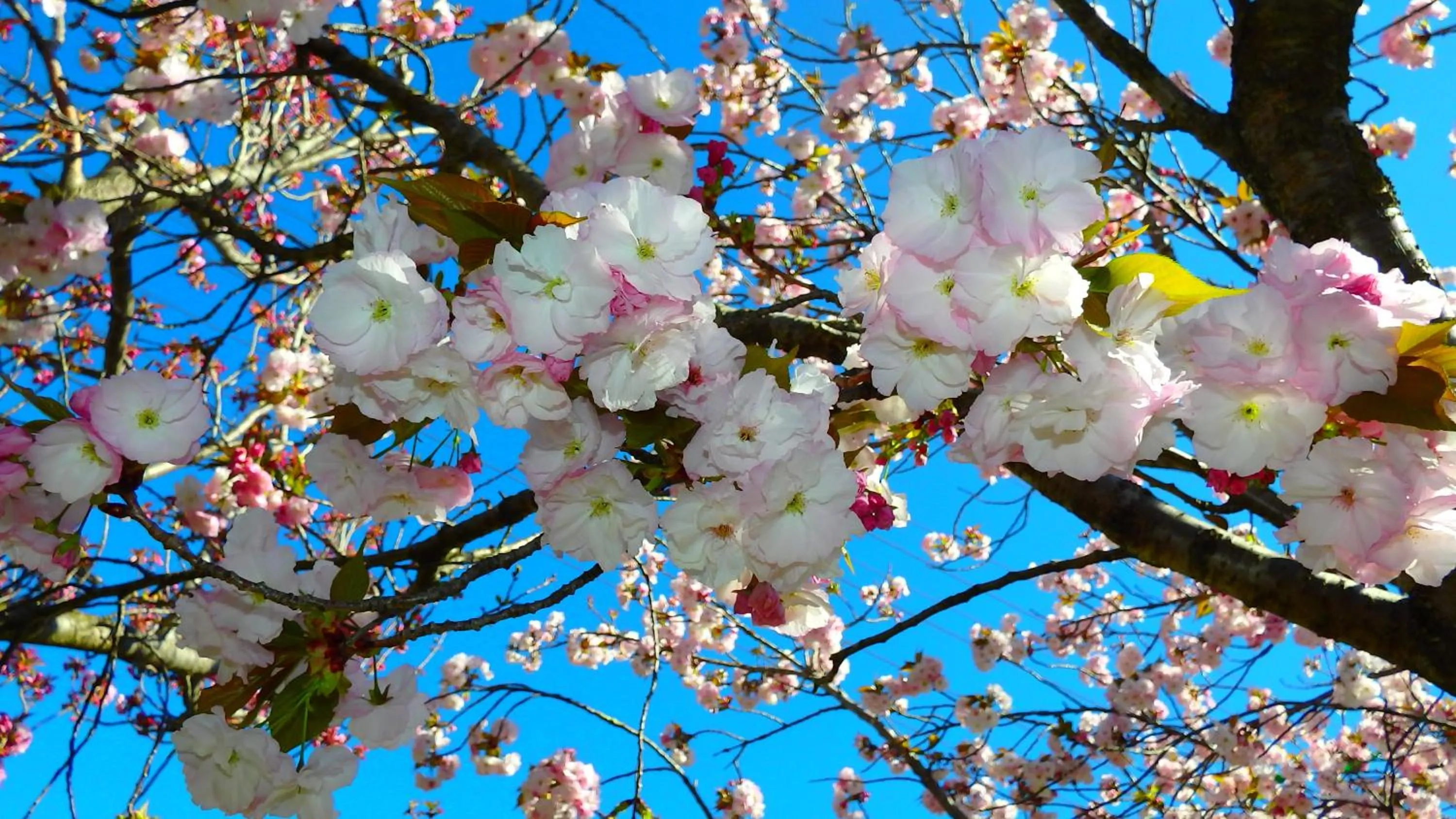 Garden in Bowral Road Art Gallery Bed and Breakfast