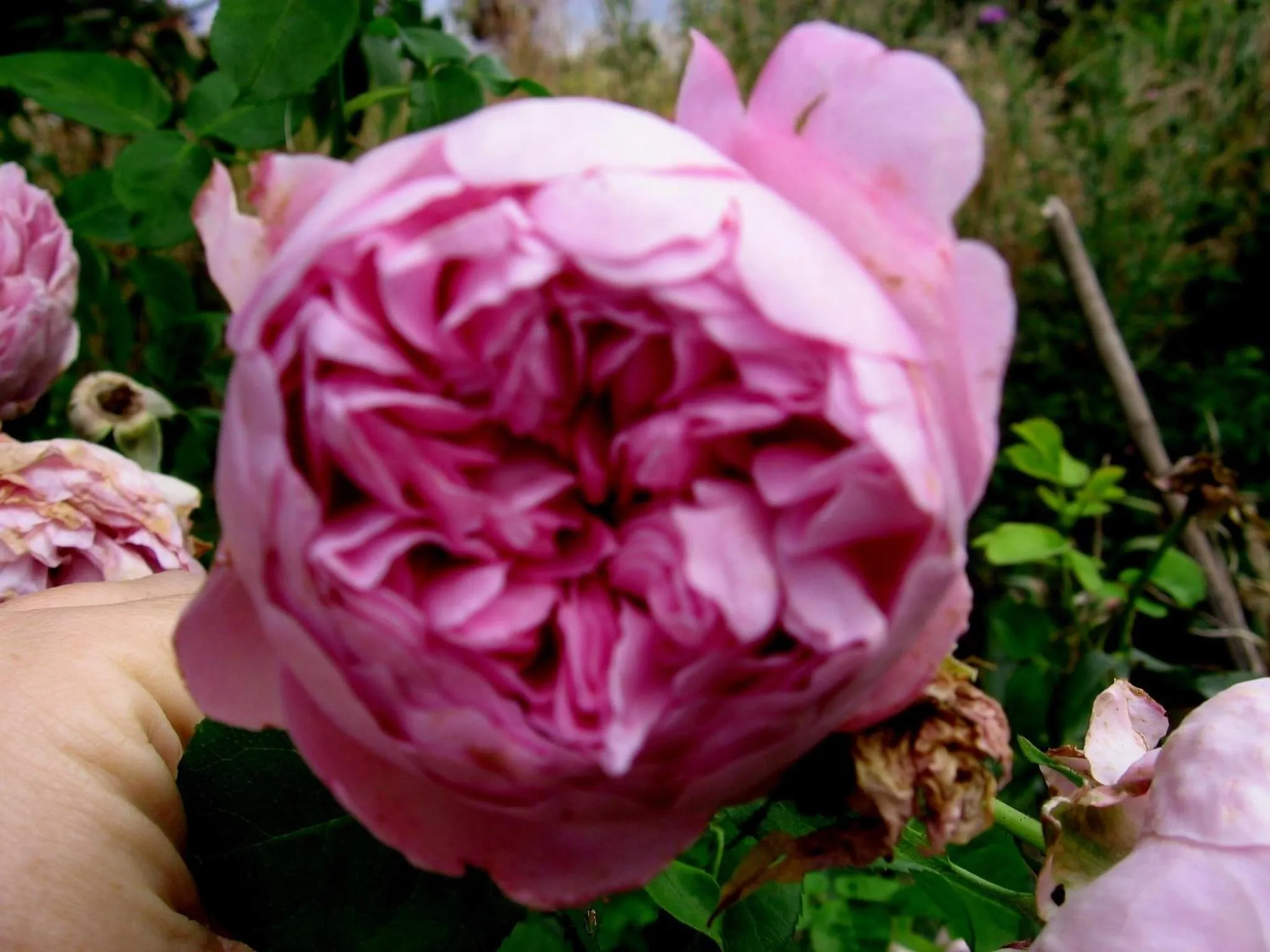 Garden in Bowral Road Art Gallery Bed and Breakfast