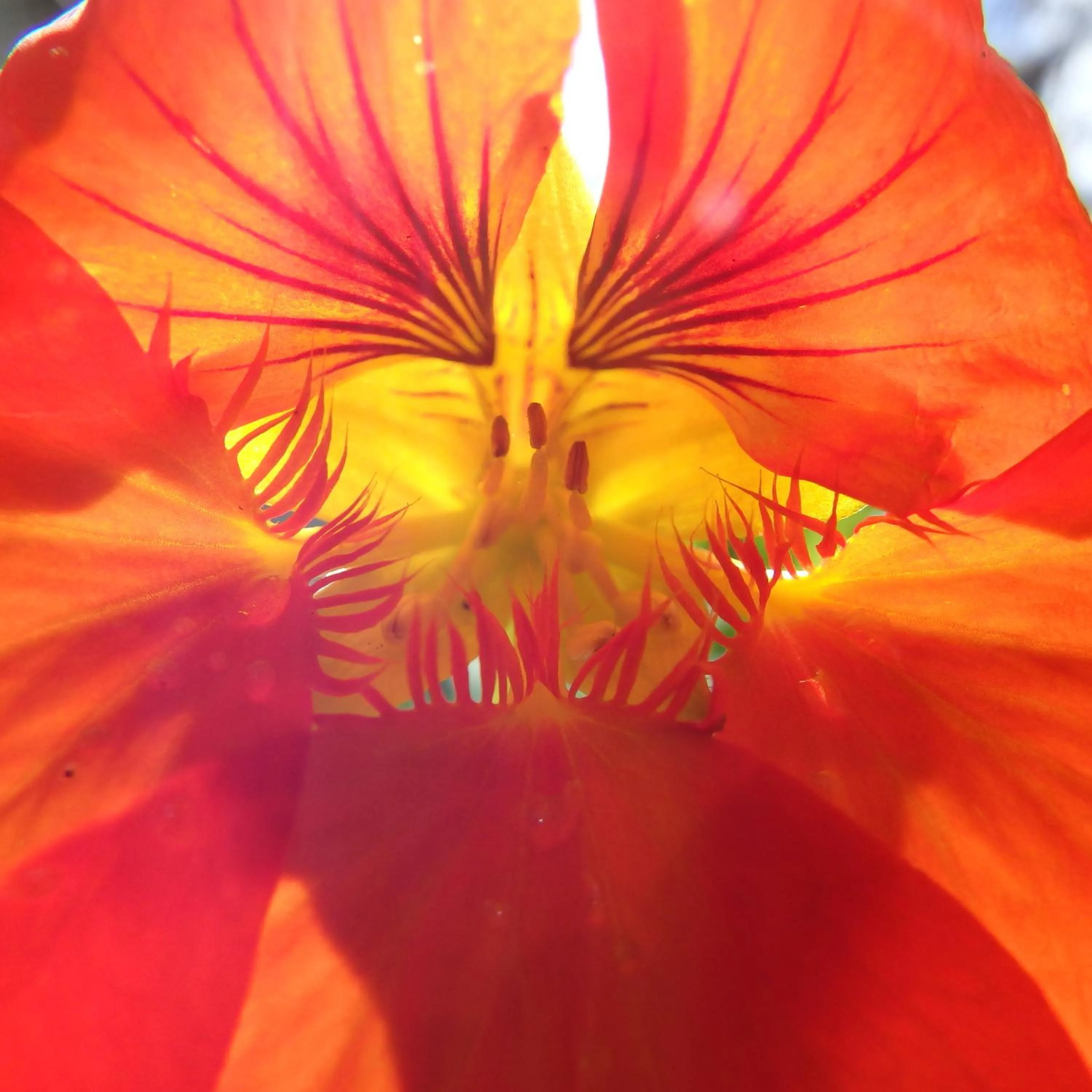 Garden in Bowral Road Art Gallery Bed and Breakfast