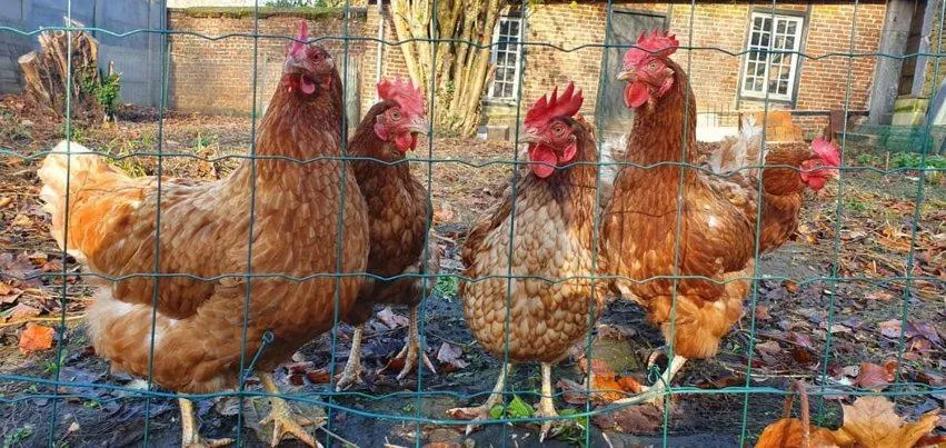 Animals in Chambres d'Hôtes des Rouets