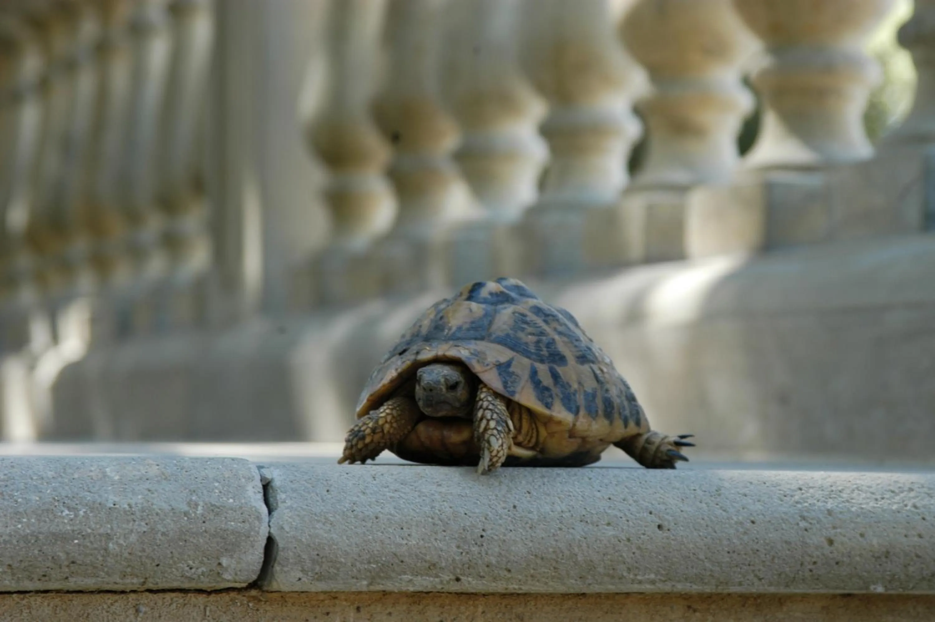 Animals in Tenuta il Sassone - Wine&Food