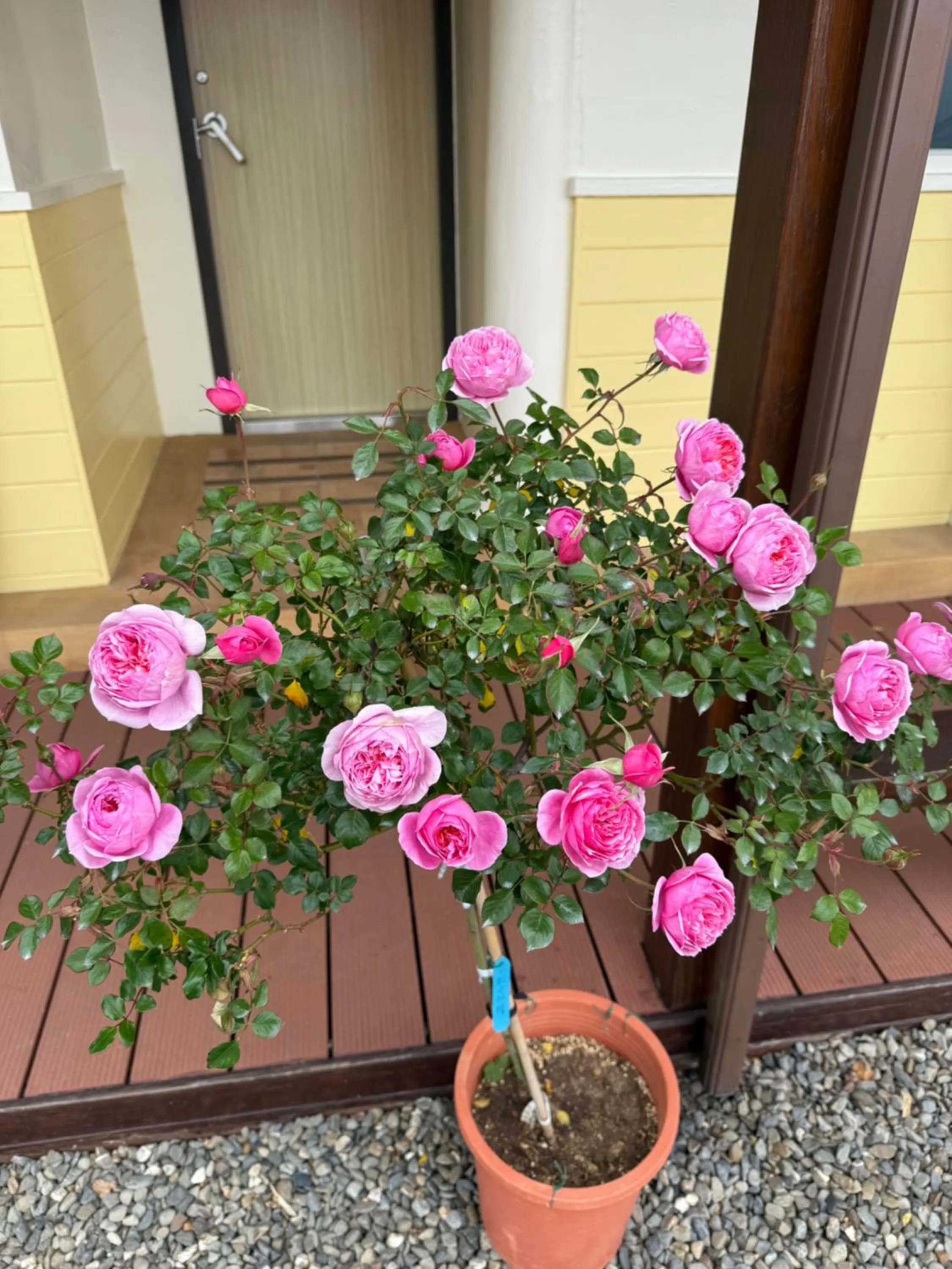 Alishan Tea Garden B&B