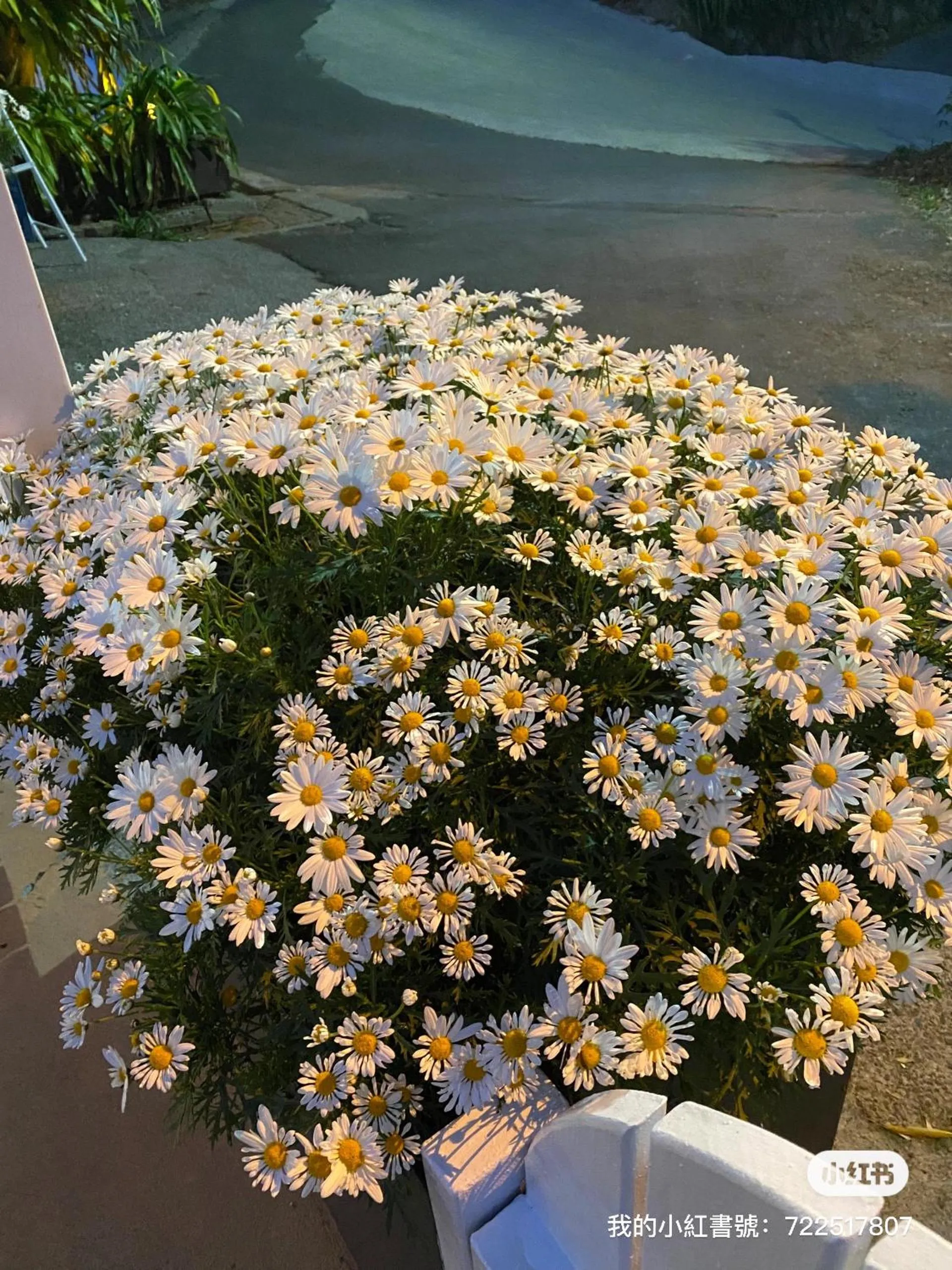 Alishan Tea Garden B&B