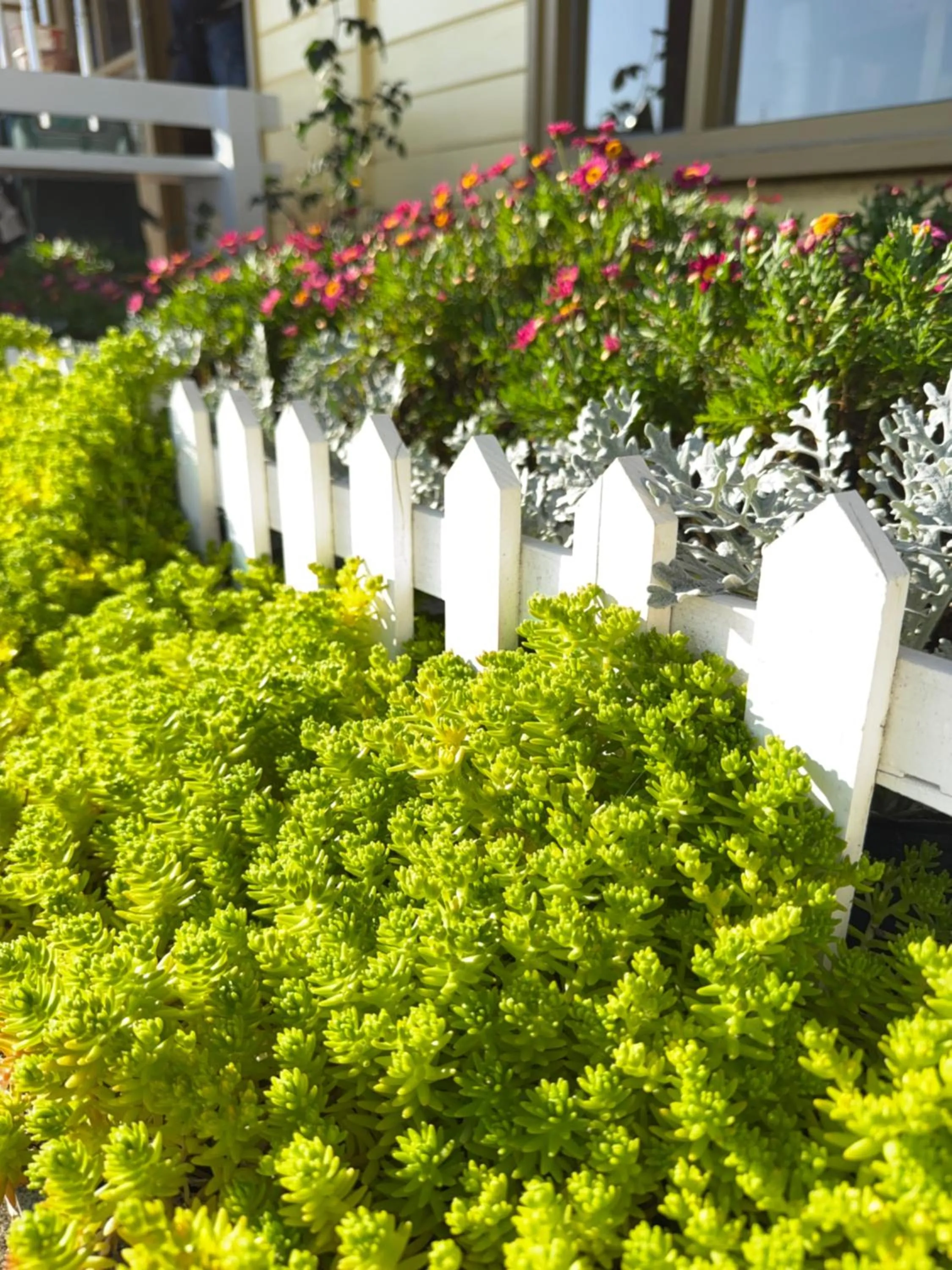 Alishan Tea Garden B&B