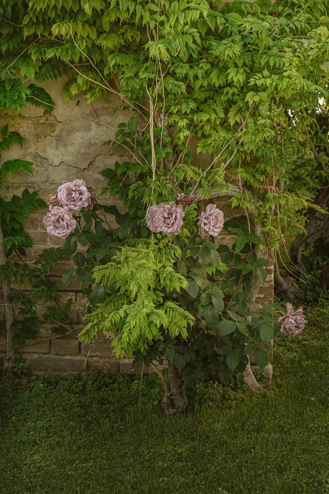 Garden in Villa Corallo