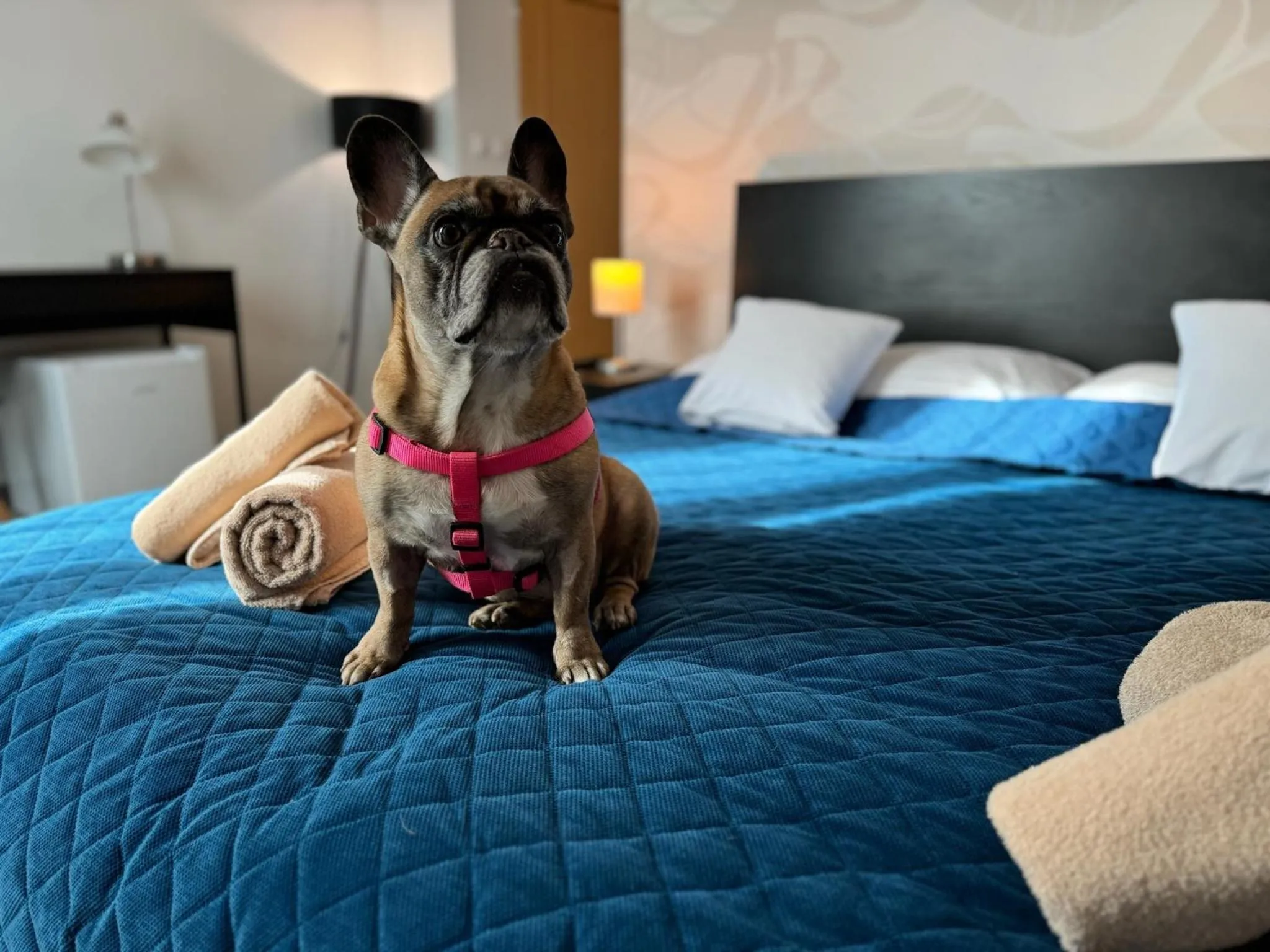 Photo of the whole room, Bed in Hotel Modena