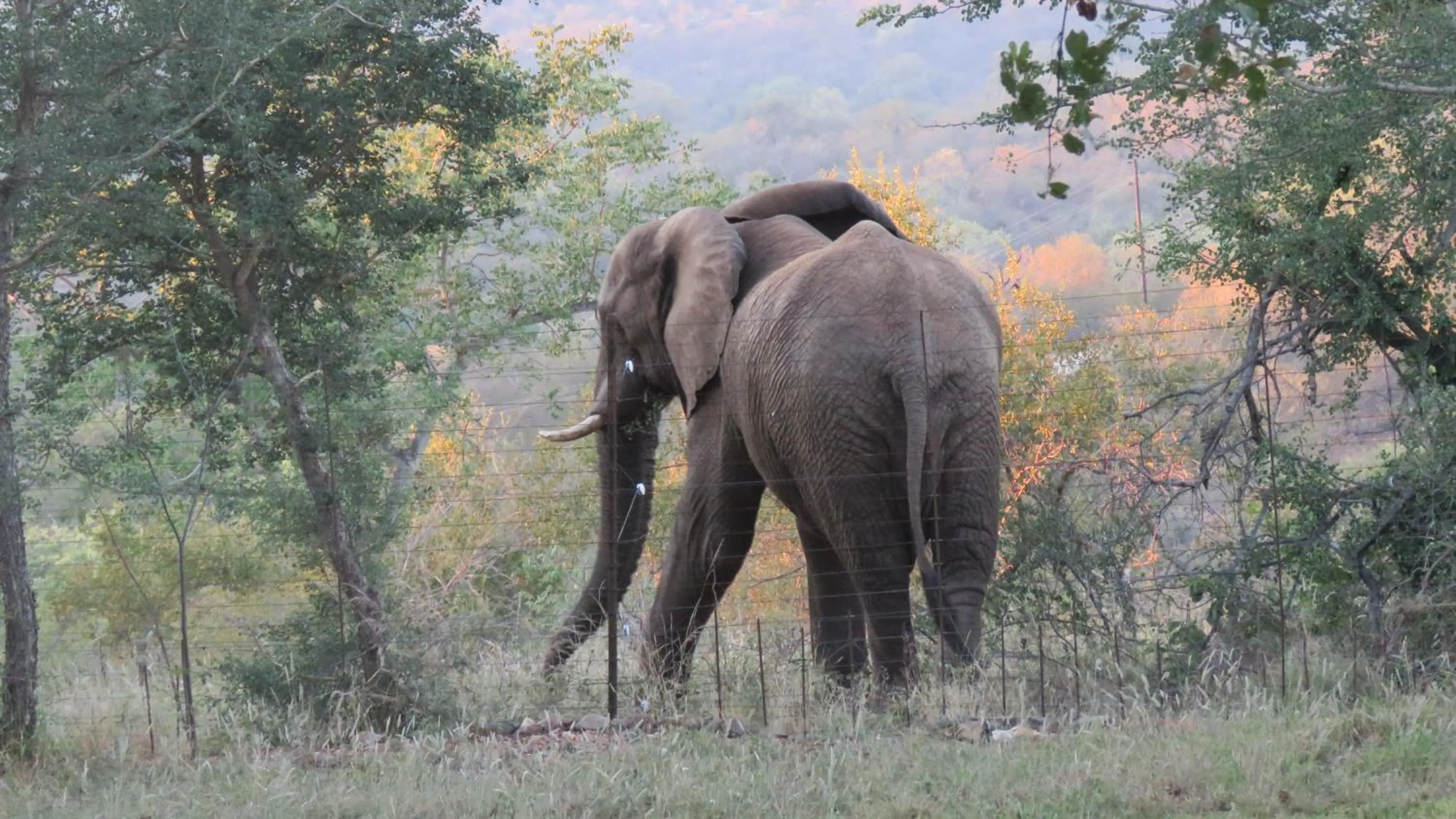 Animals in isiLimela Game Lodge