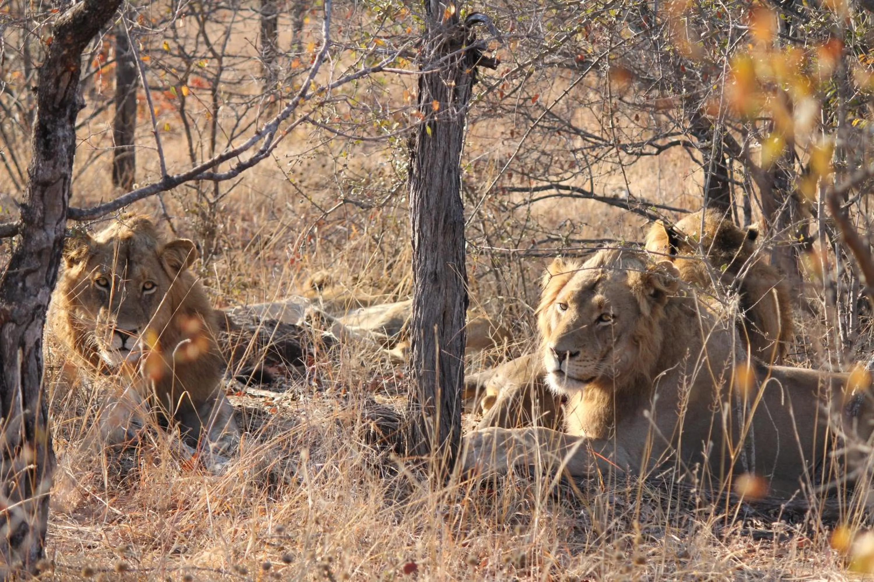 Activities in isiLimela Game Lodge