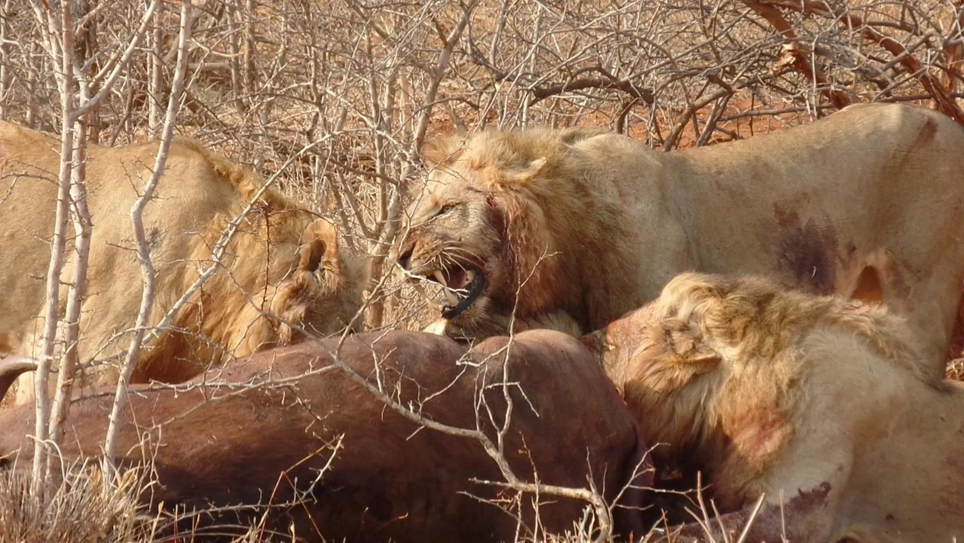 Animals in isiLimela Game Lodge
