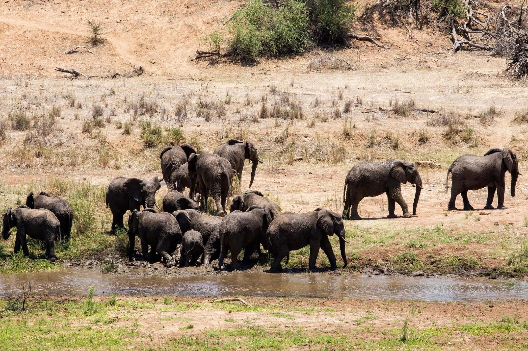 Animals in isiLimela Game Lodge