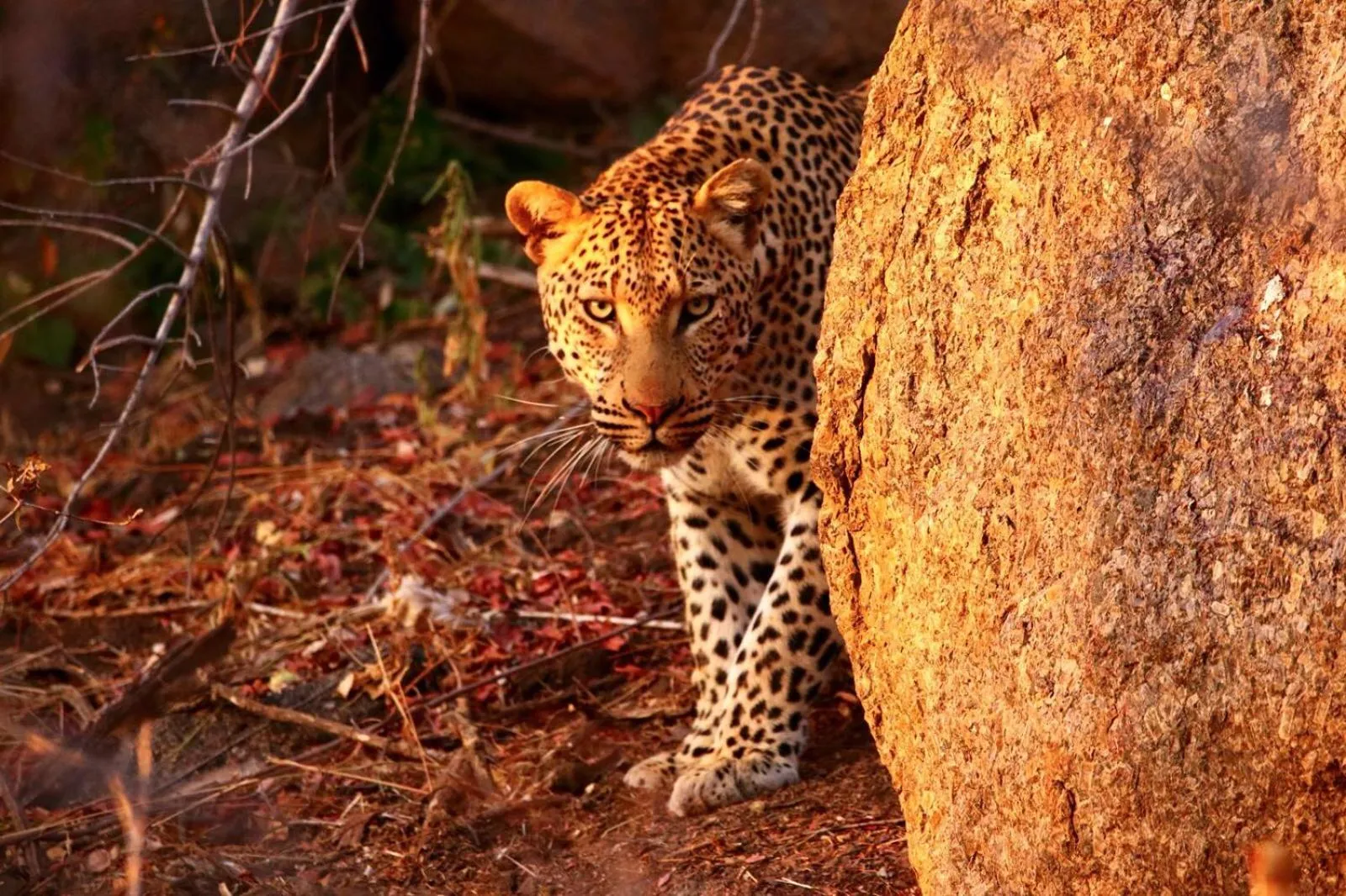 Animals in isiLimela Game Lodge
