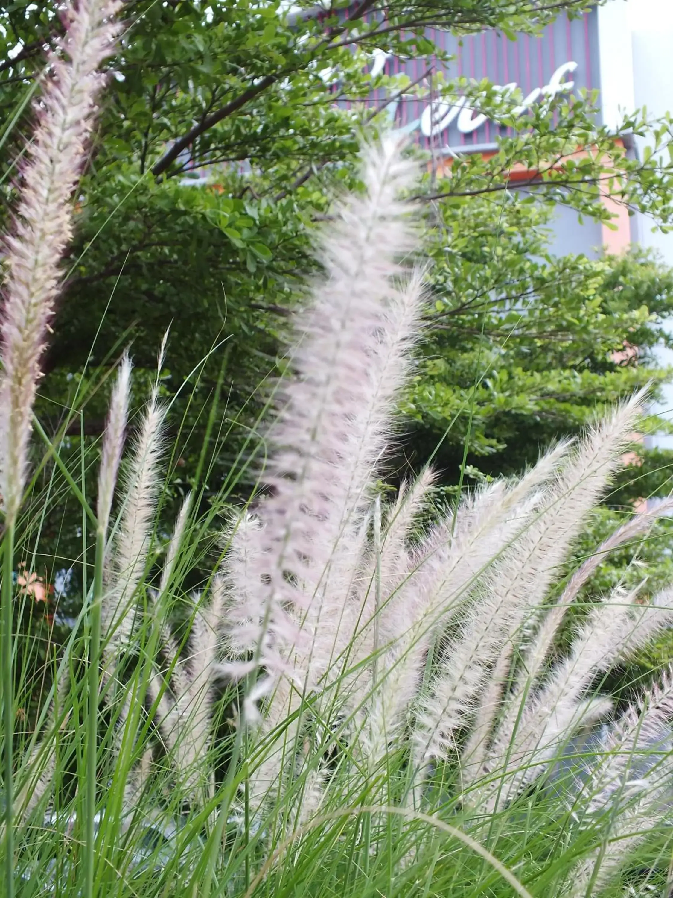 Garden view in Hub de Leaf @ Rayong Garden view in Hub de Leaf @ Rayong