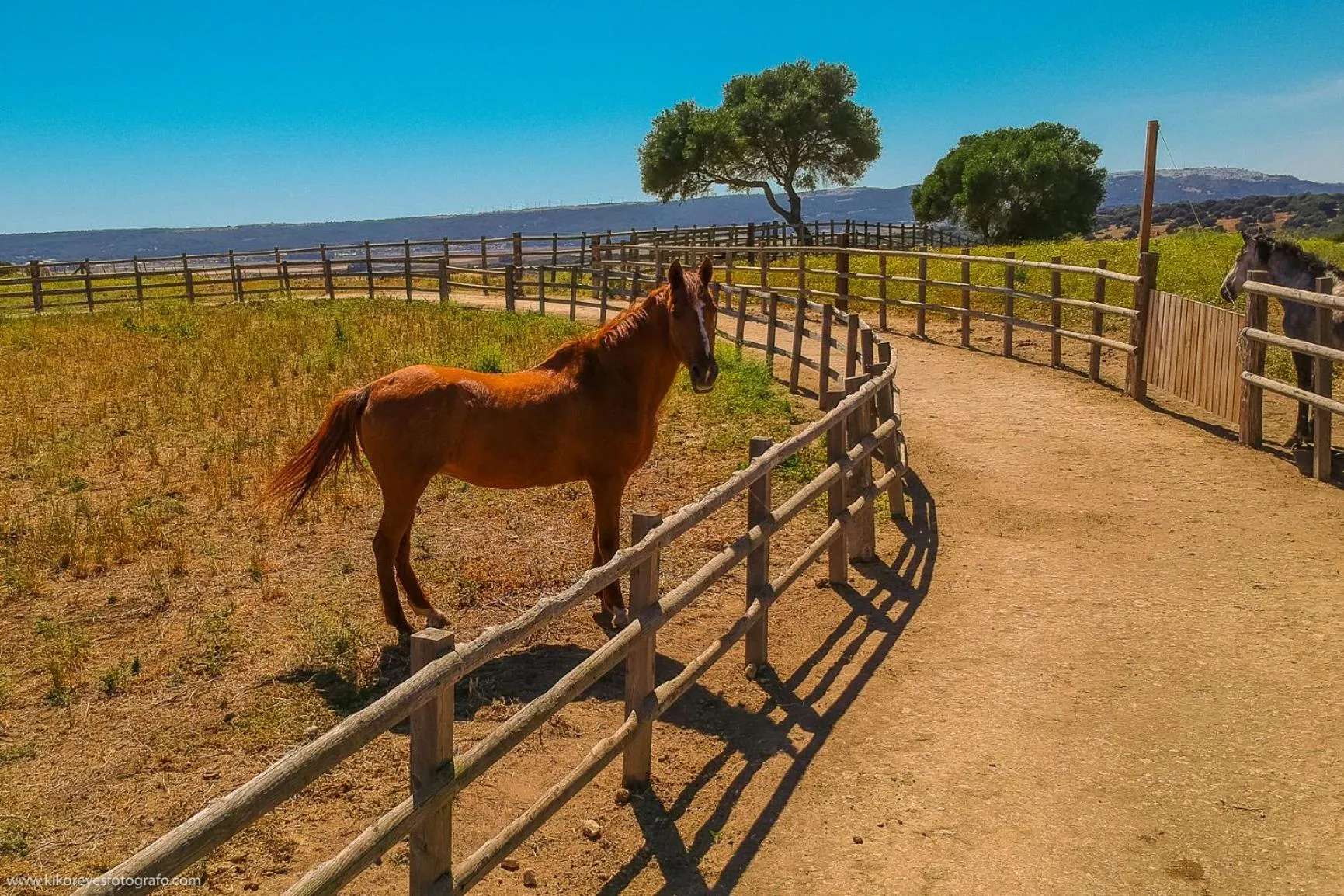 Animals in Cortijo El Indiviso