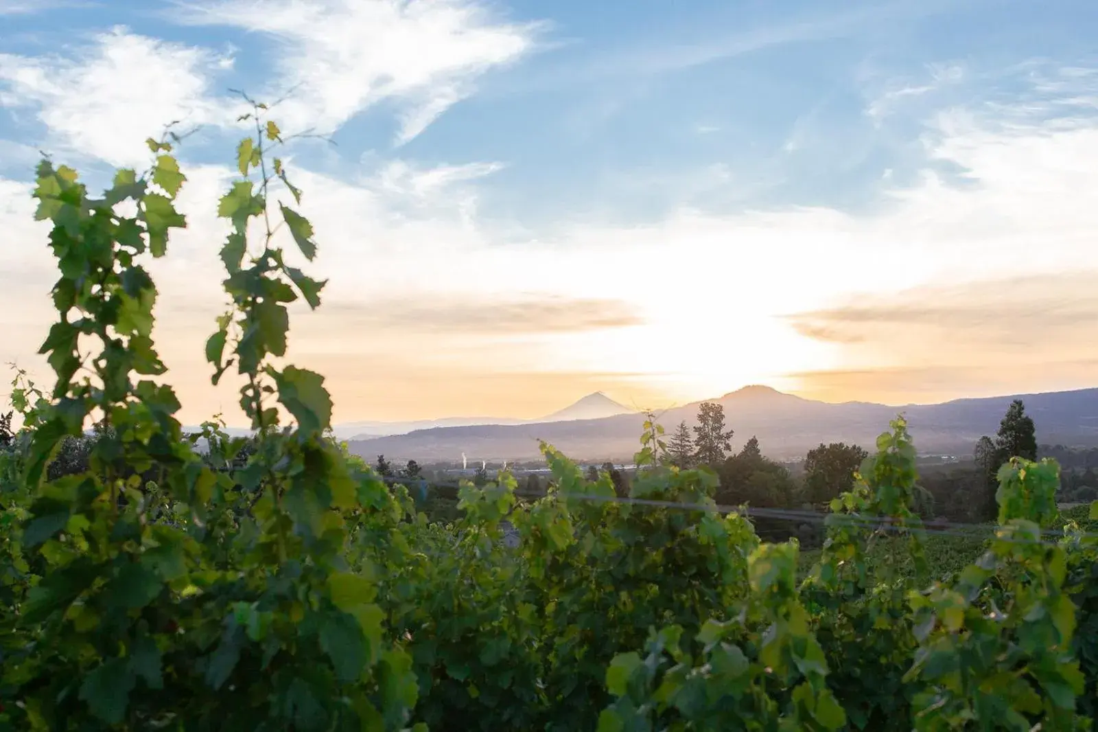 View (from property/room) in Hummingbird Estate View (from property/room) in Hummingbird Estate