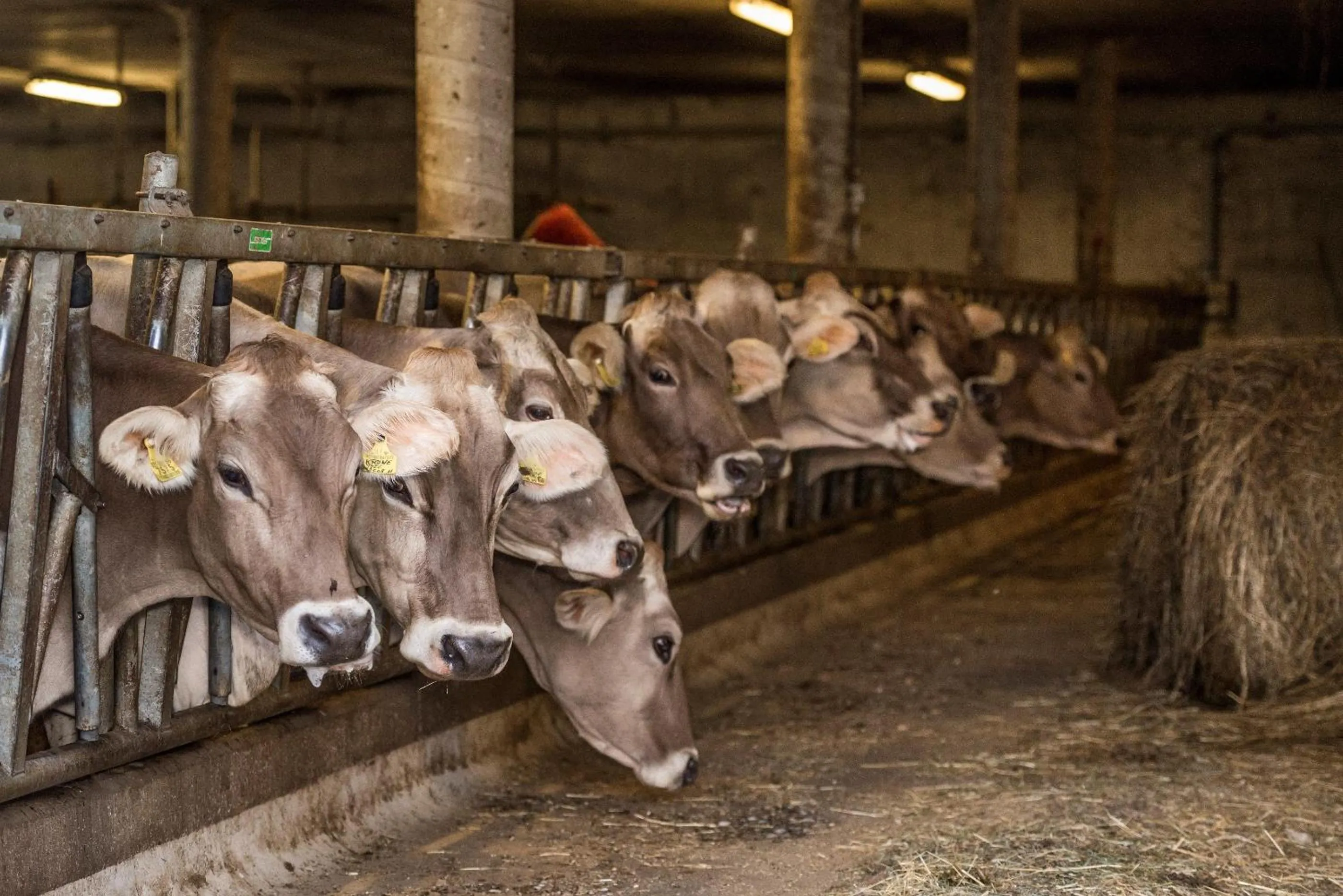 Decorative detail in Residence Speckerhof