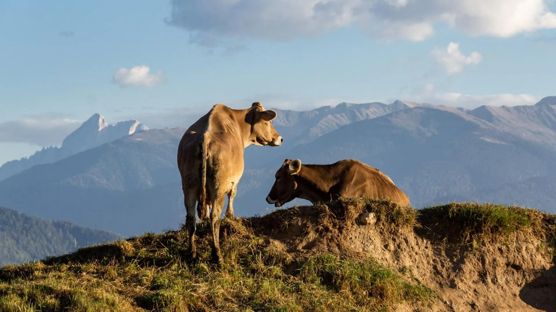 Animals in Residence Speckerhof
